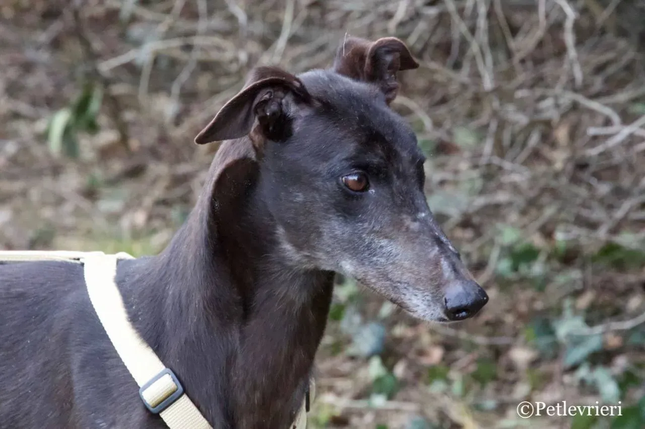 golden signify adozione greyhound macao 3