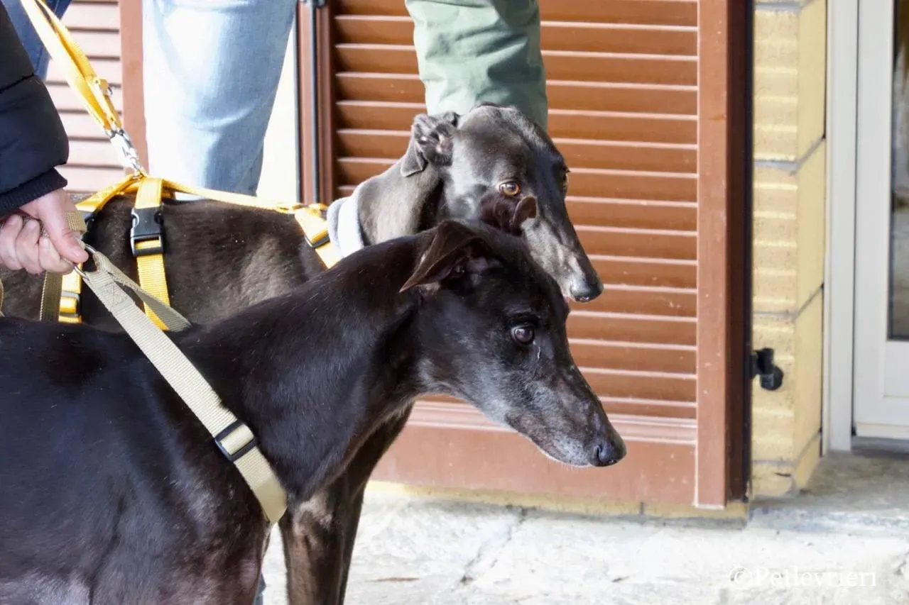 golden signify adozione greyhound macao 4