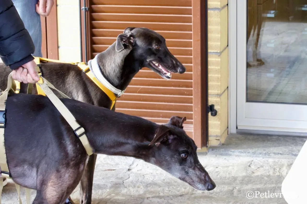 golden signify adozione greyhound macao 5