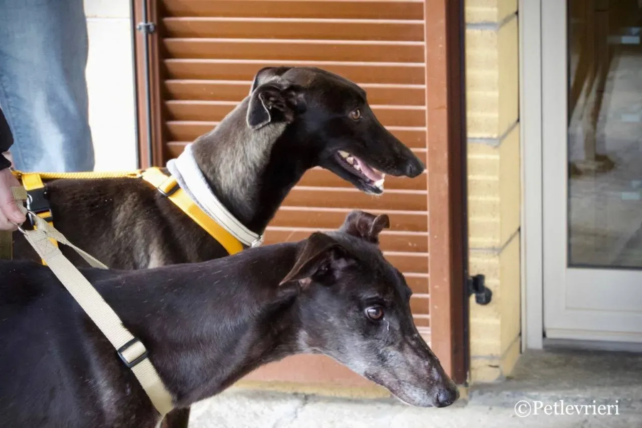 golden signify adozione greyhound macao 6