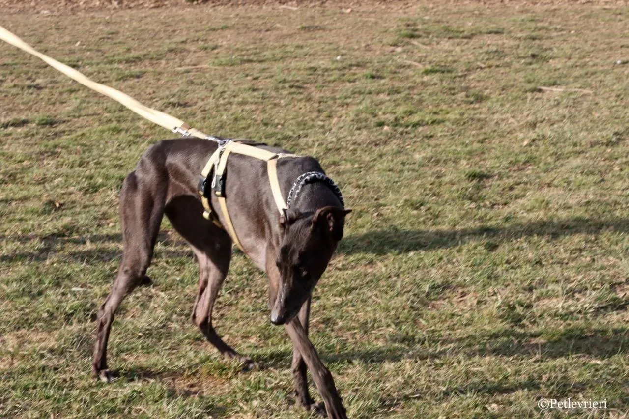 golden signify adozione greyhound macao 7