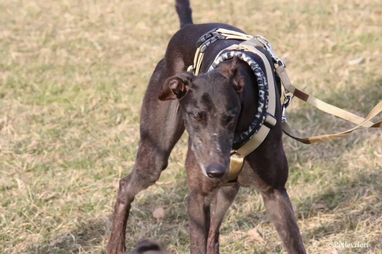 golden signify adozione greyhound macao 8