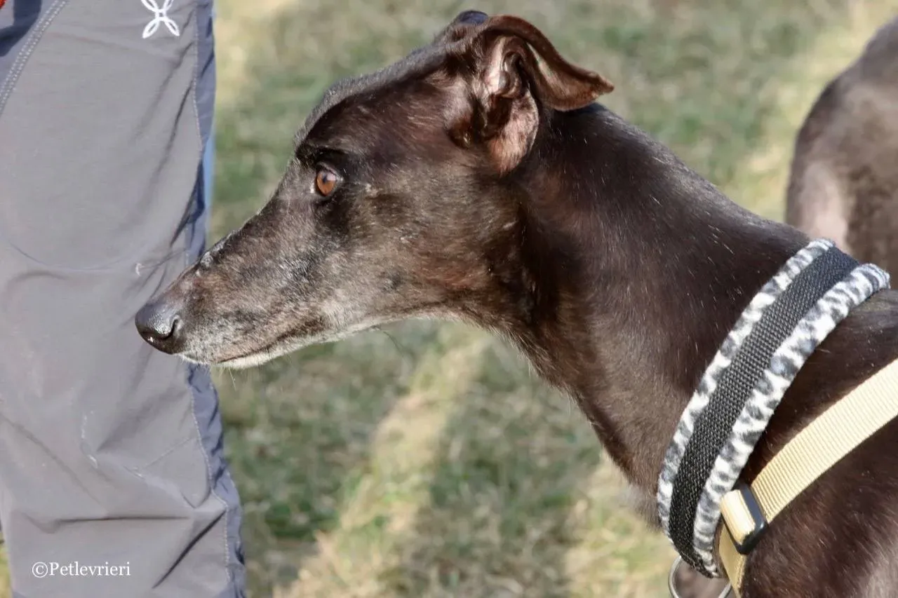 golden signify adozione greyhound macao 9