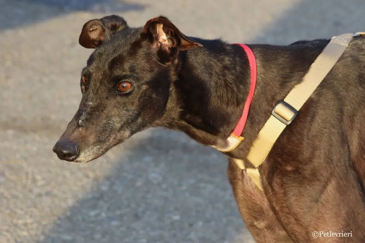 golden signify adozione greyhound macao