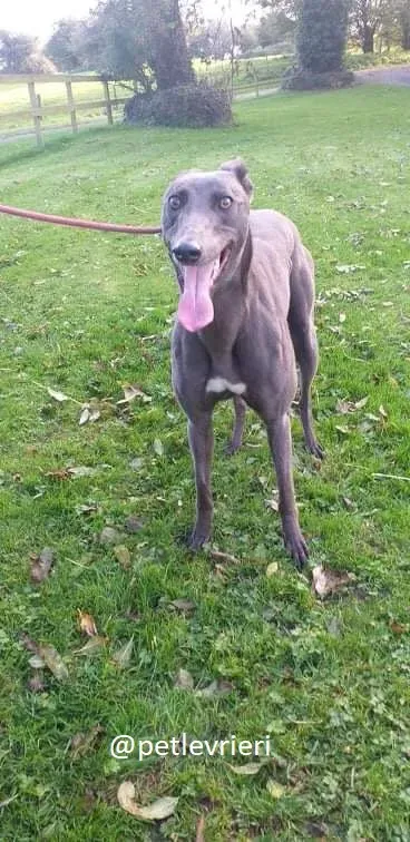 goldie adozione greyhound 1