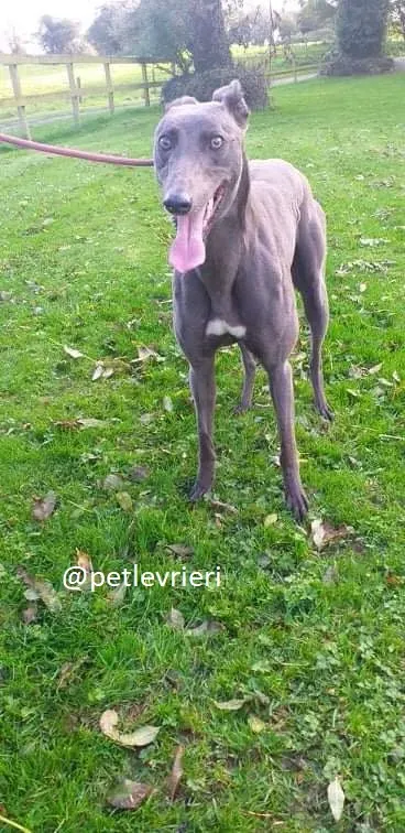 goldie adozione greyhound 2