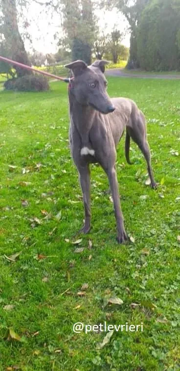 goldie adozione greyhound 3