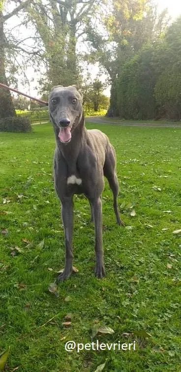 goldie adozione greyhound 4