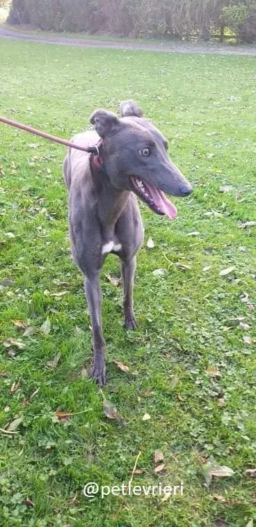 goldie adozione greyhound 5
