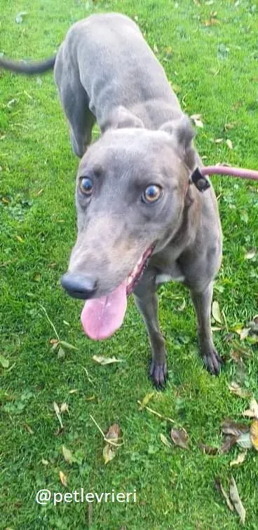 goldie adozione greyhound 6