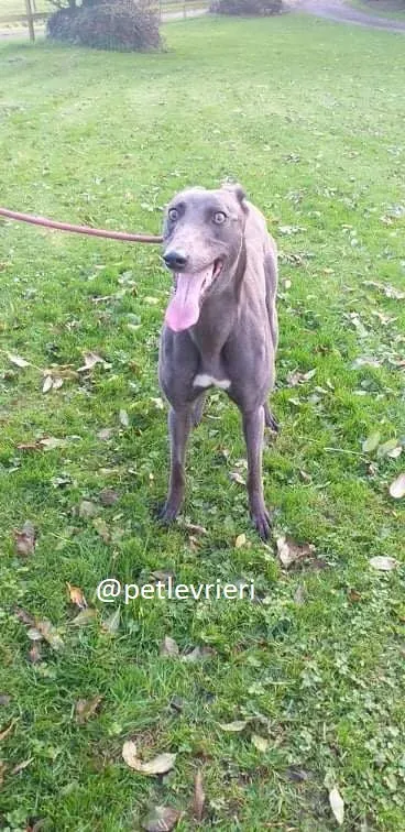 goldie adozione greyhound