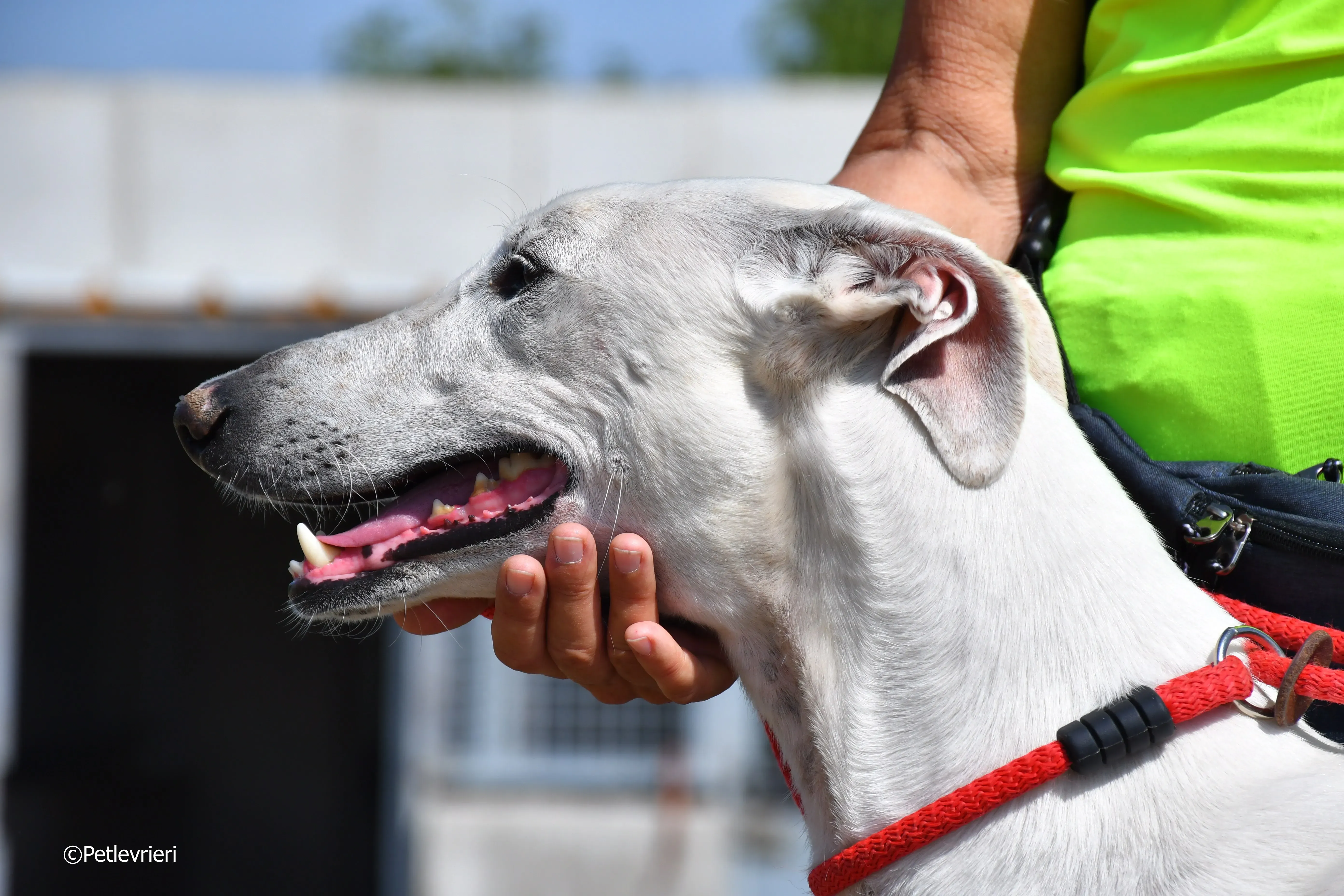 goliat adozione levrieri galgo 1