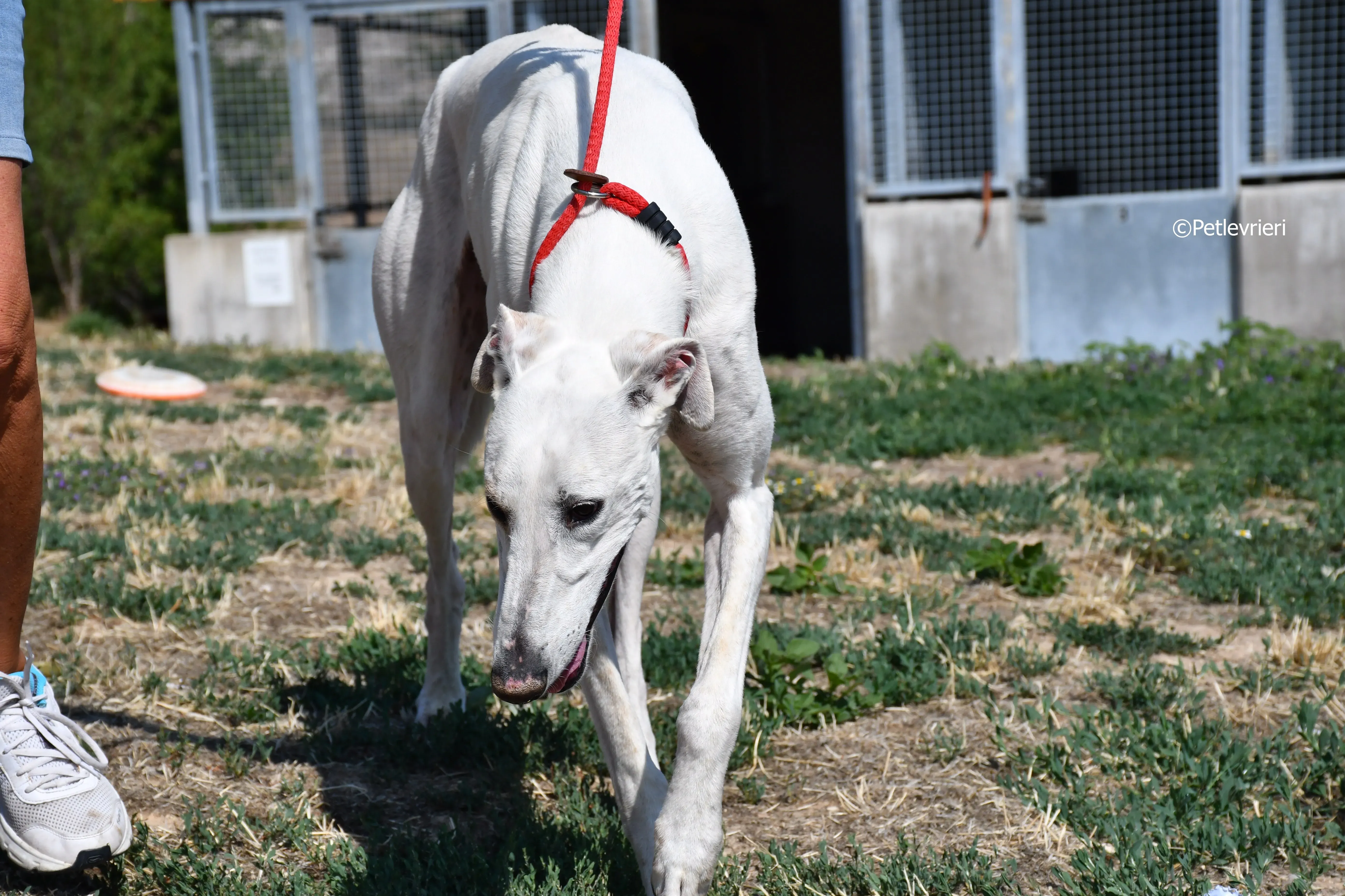 goliat adozione levrieri galgo 10