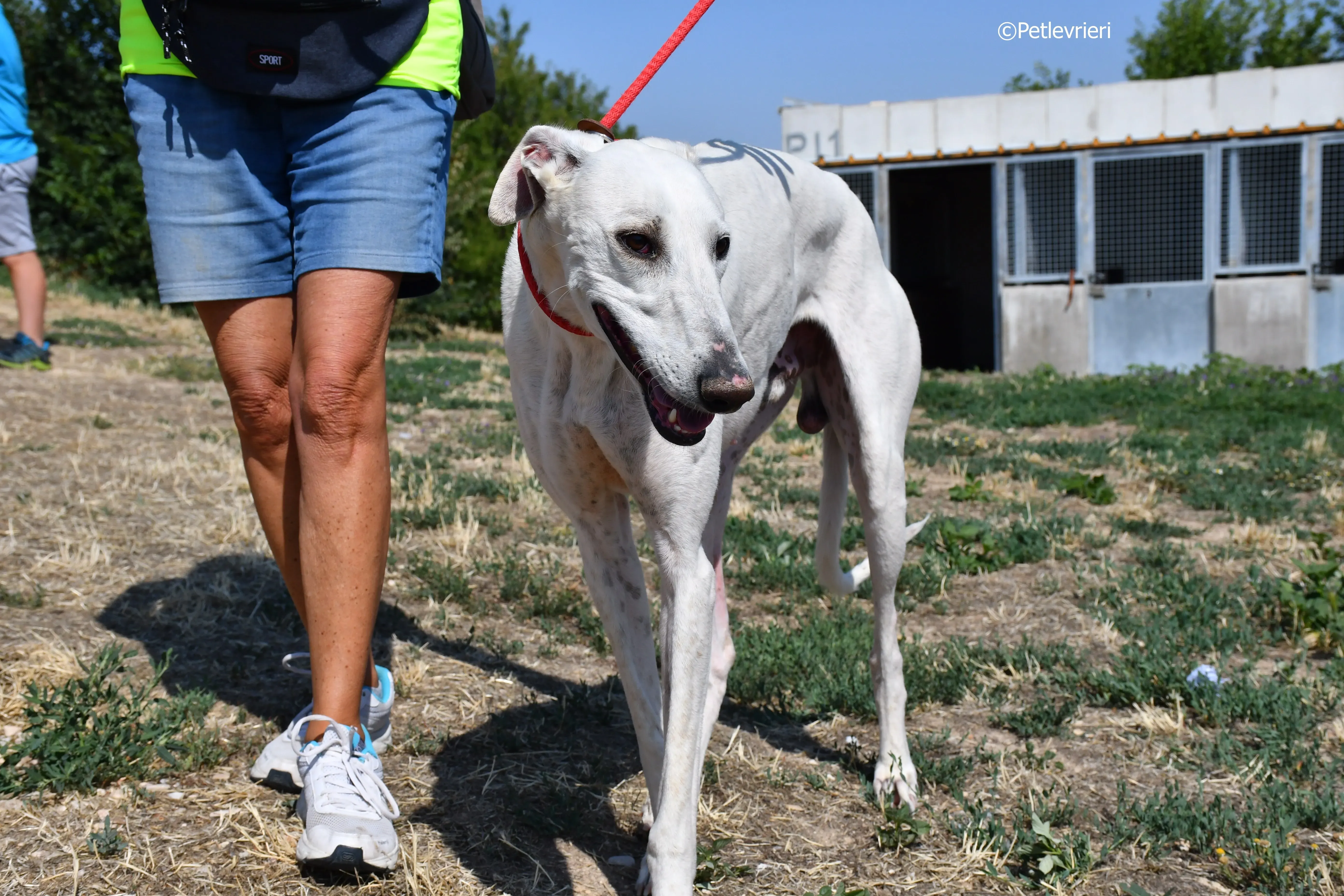 goliat adozione levrieri galgo 11