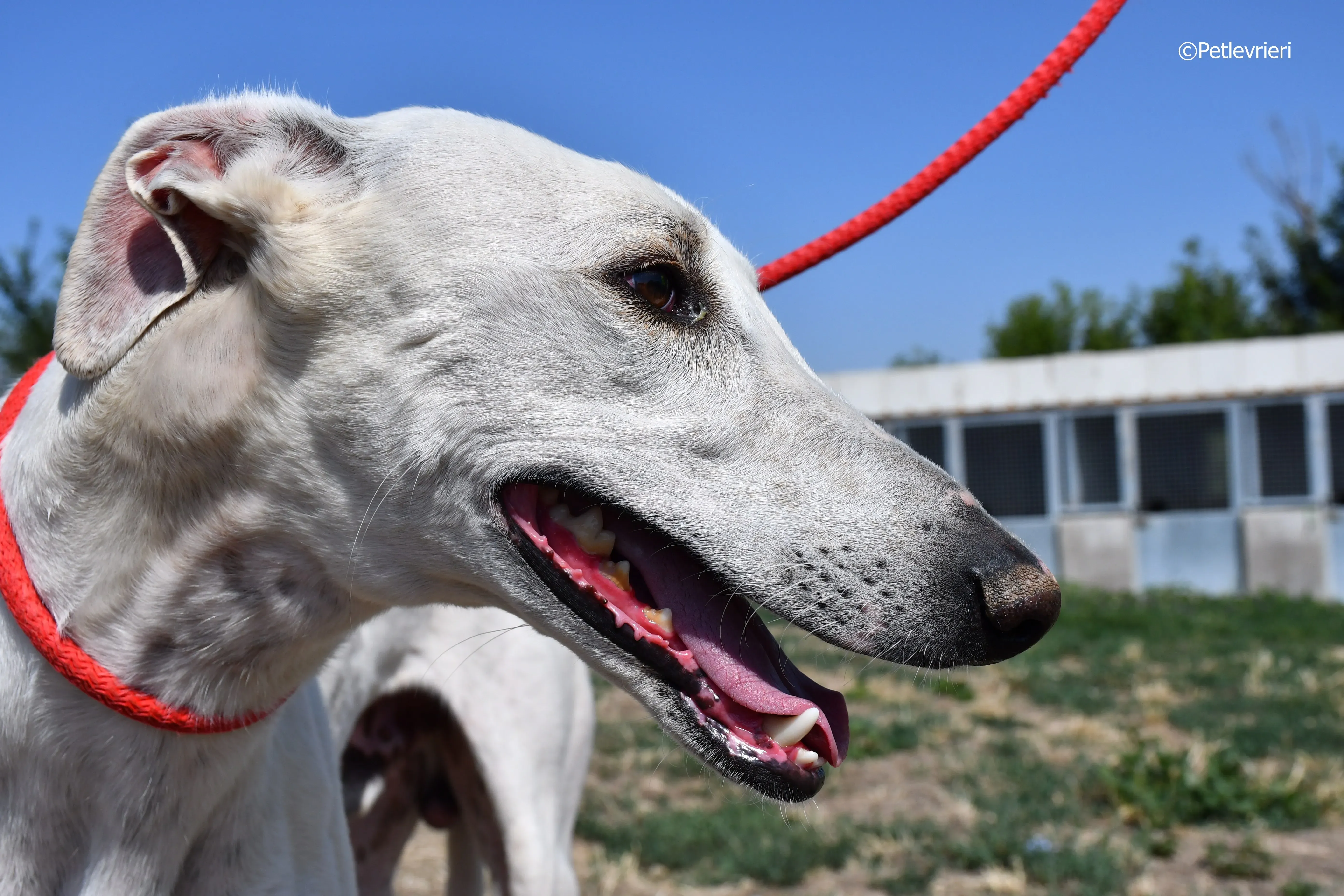 goliat adozione levrieri galgo 12