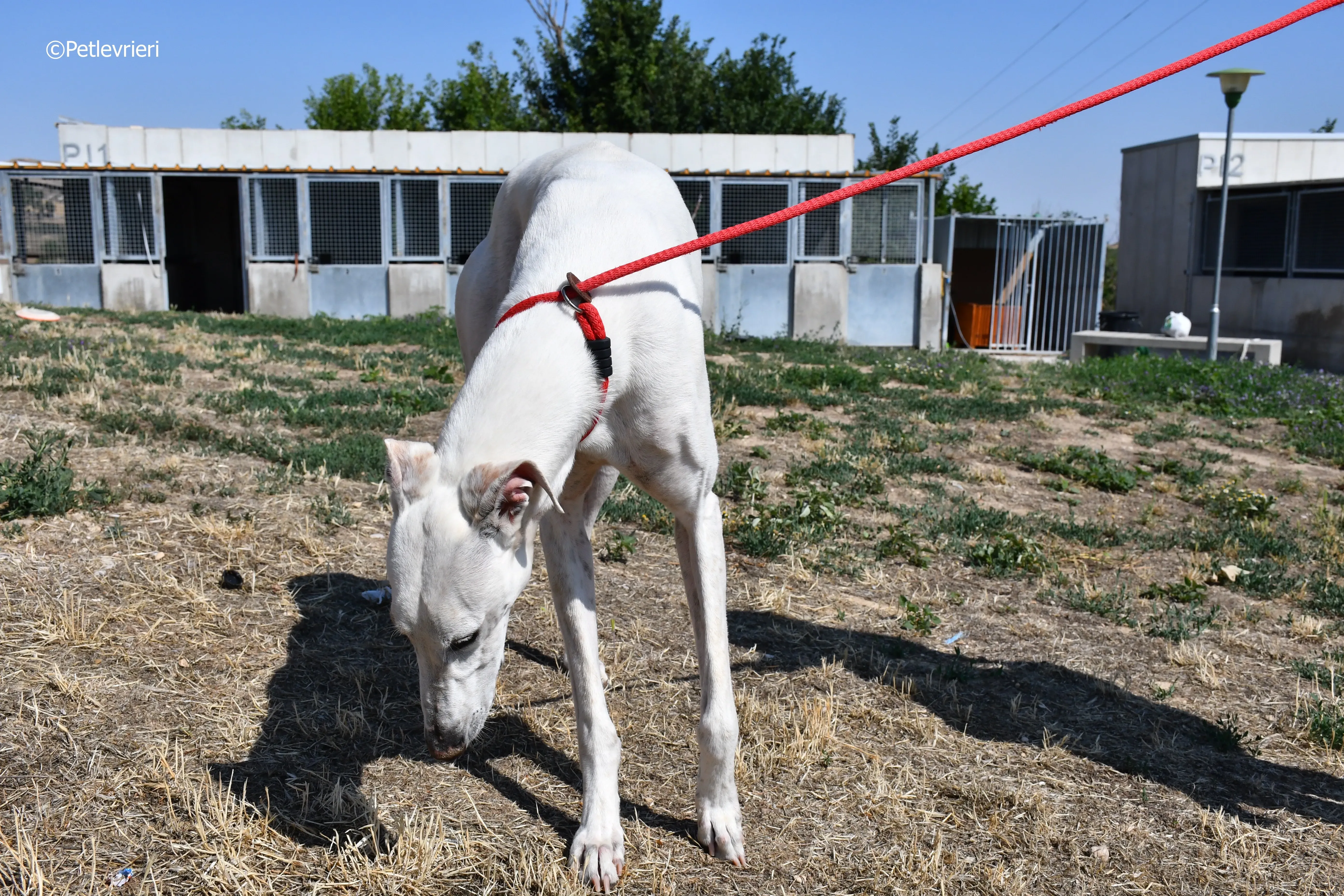 goliat adozione levrieri galgo 13
