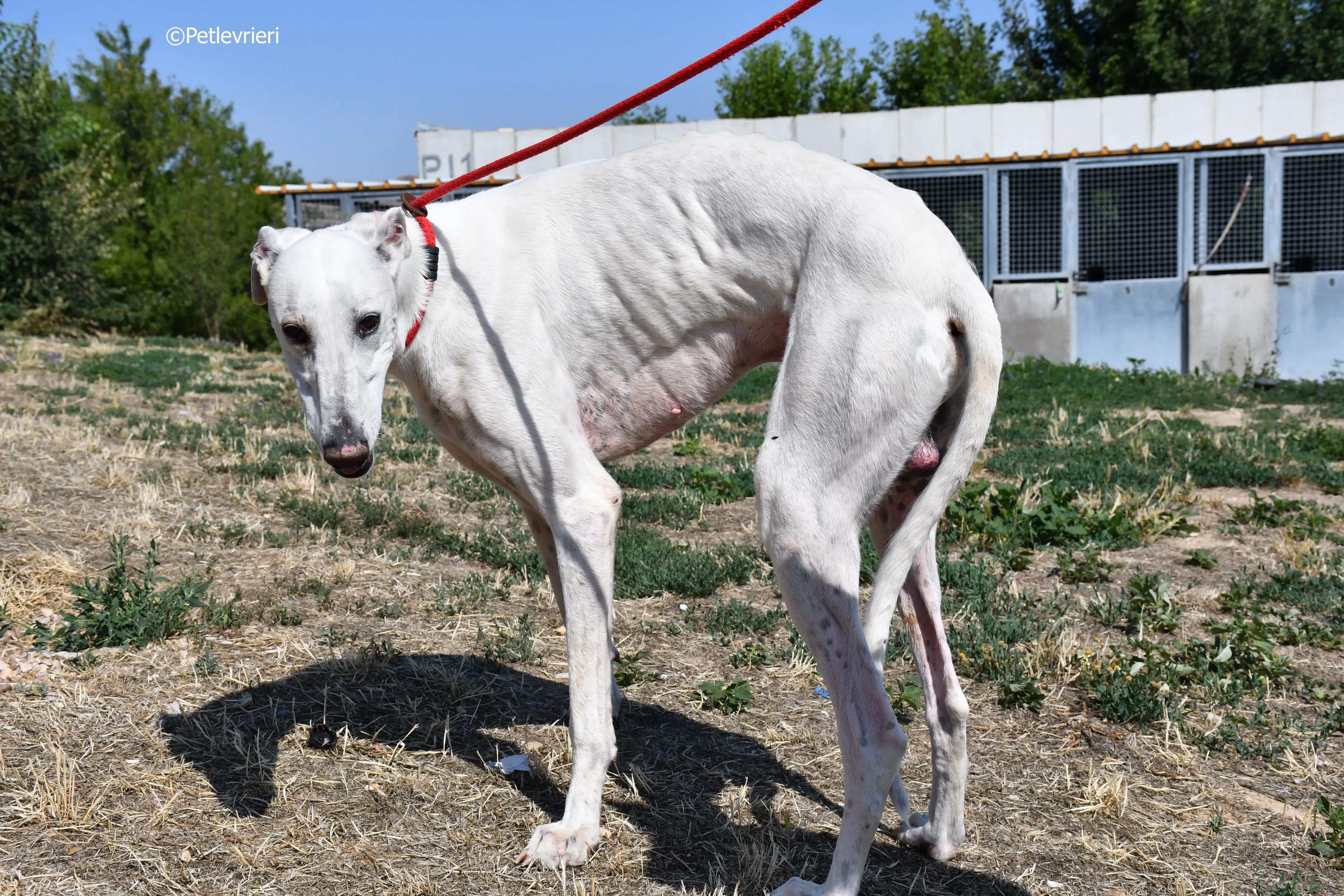 goliat adozione levrieri galgo 14