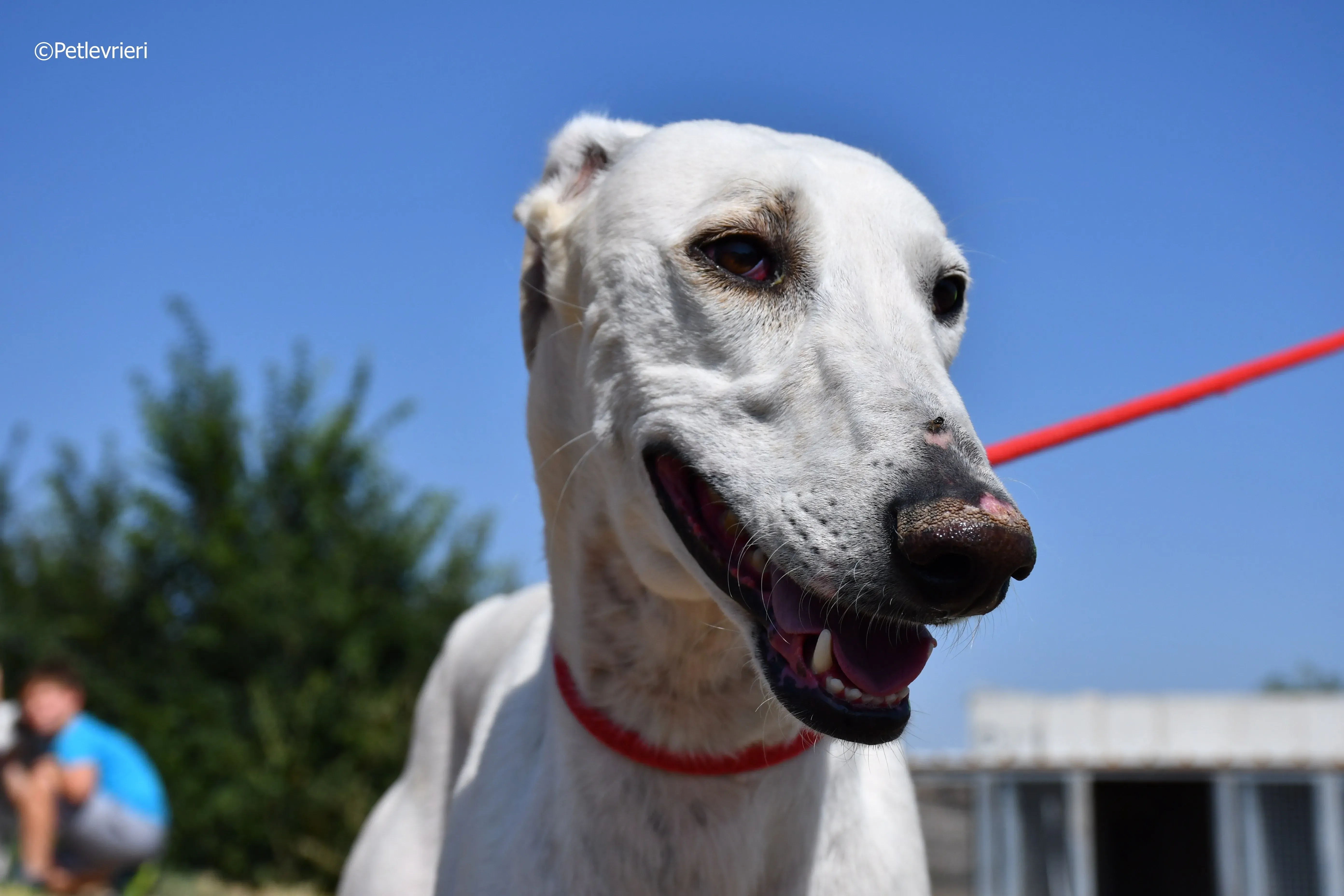 goliat adozione levrieri galgo 15