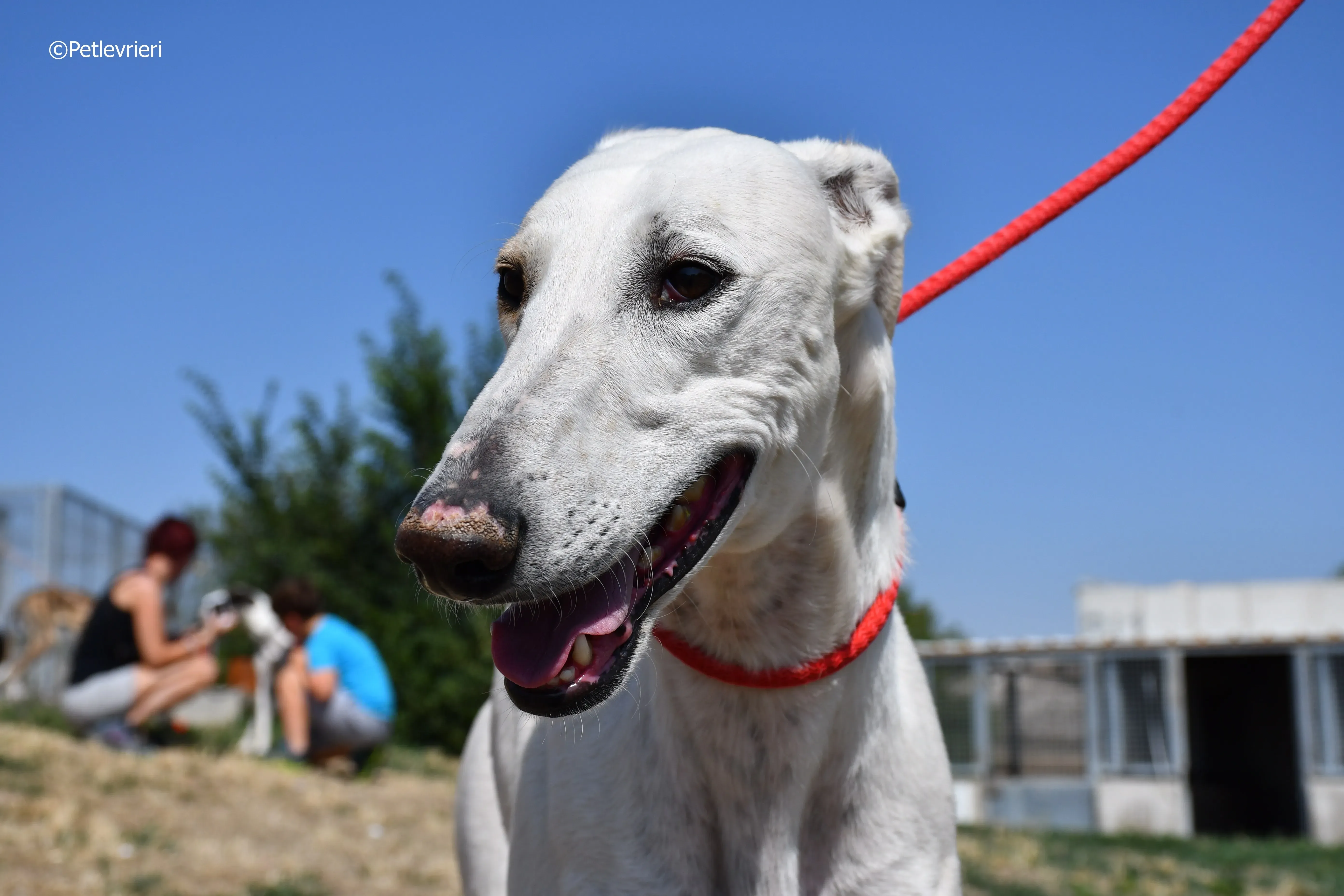 goliat adozione levrieri galgo 16