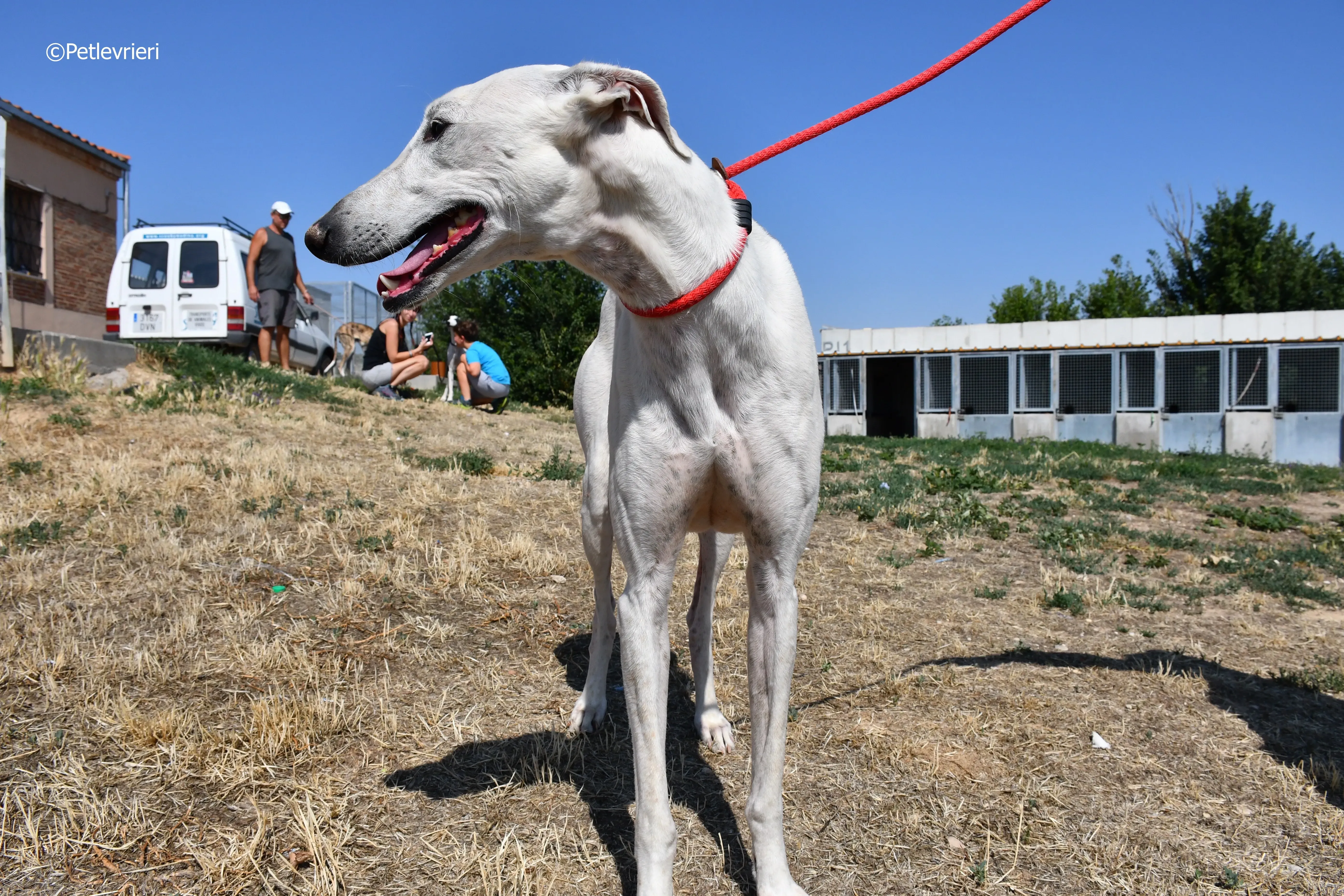 goliat adozione levrieri galgo 17