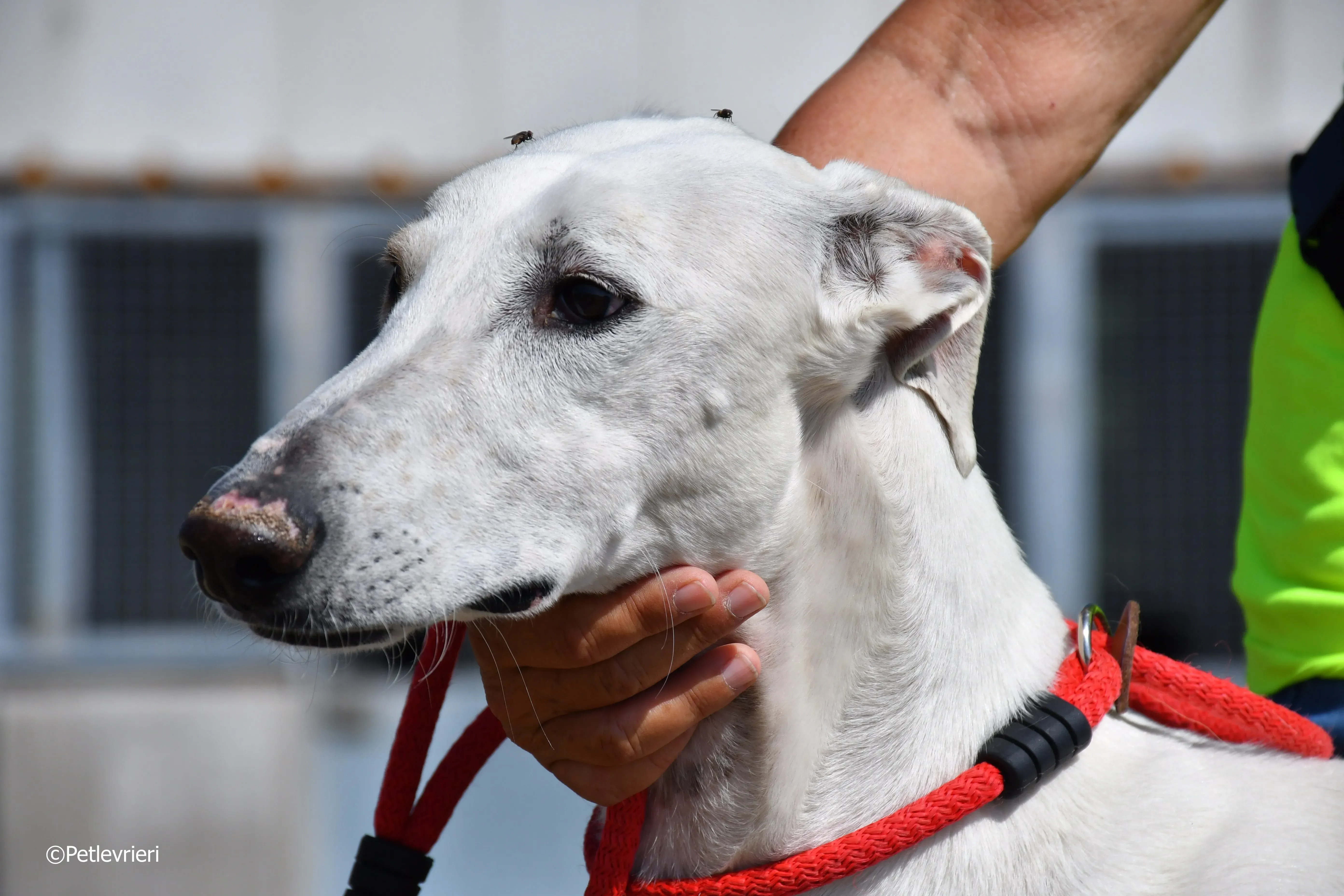 goliat adozione levrieri galgo 3