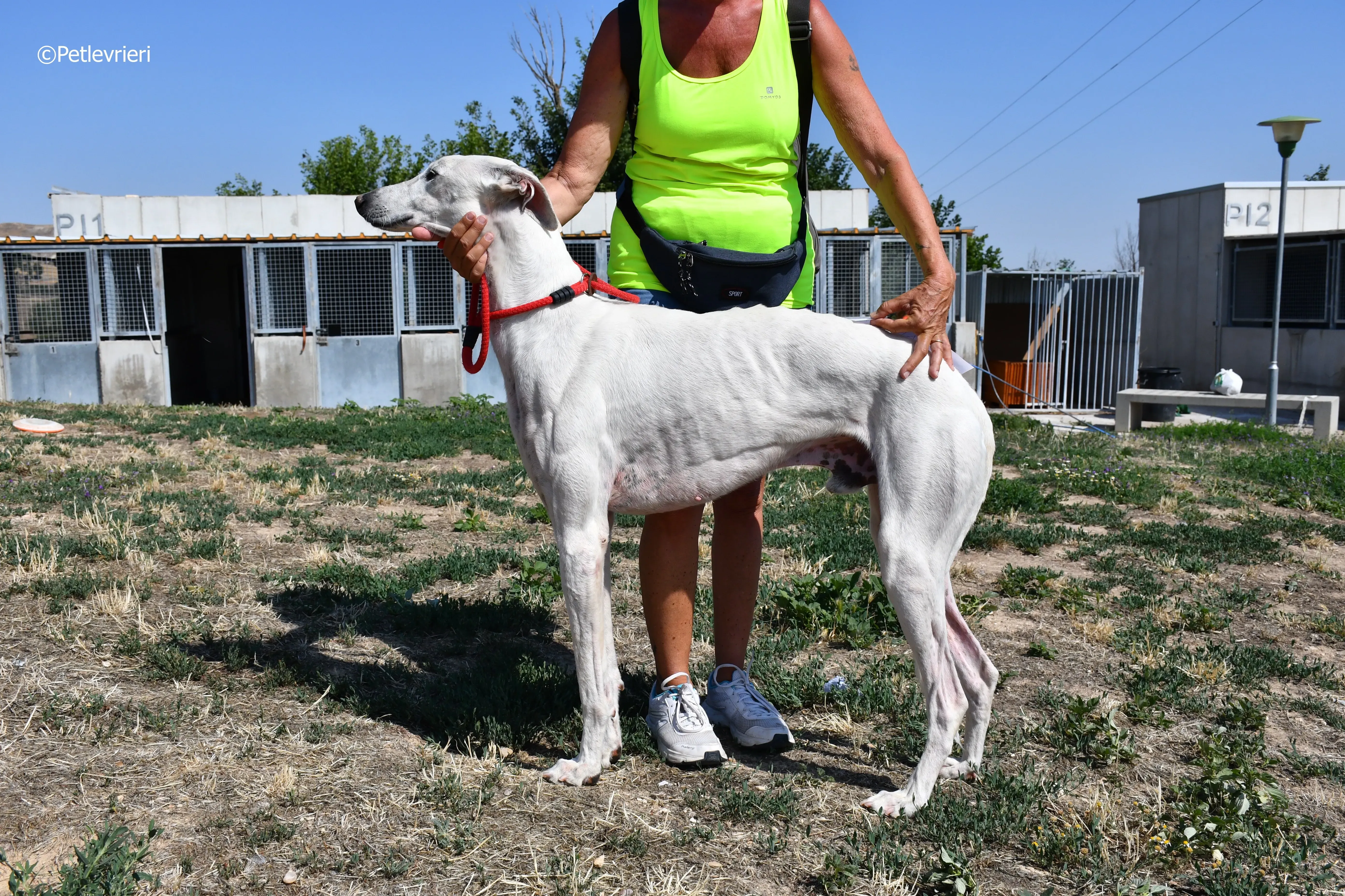 goliat adozione levrieri galgo 4