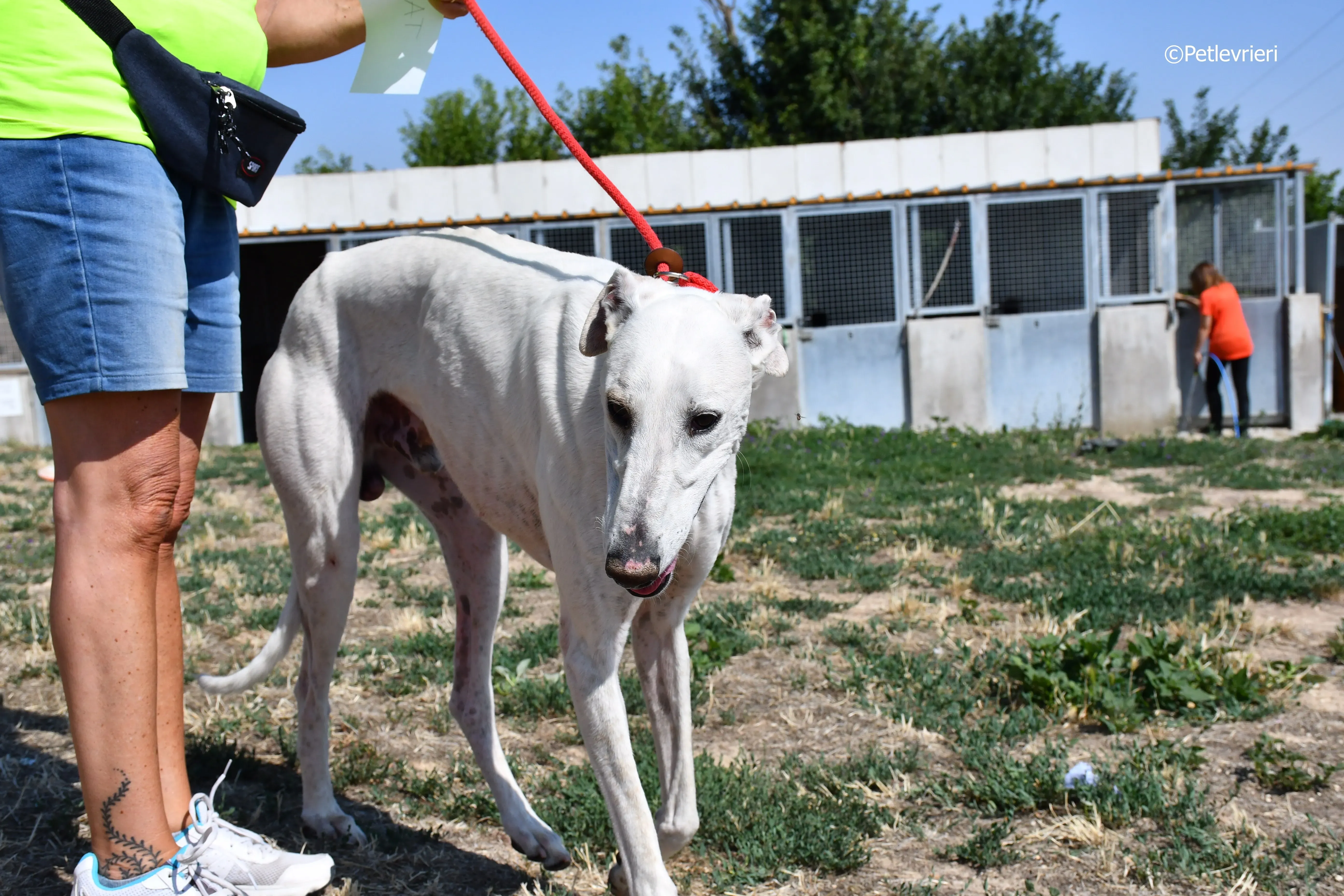 goliat adozione levrieri galgo 5