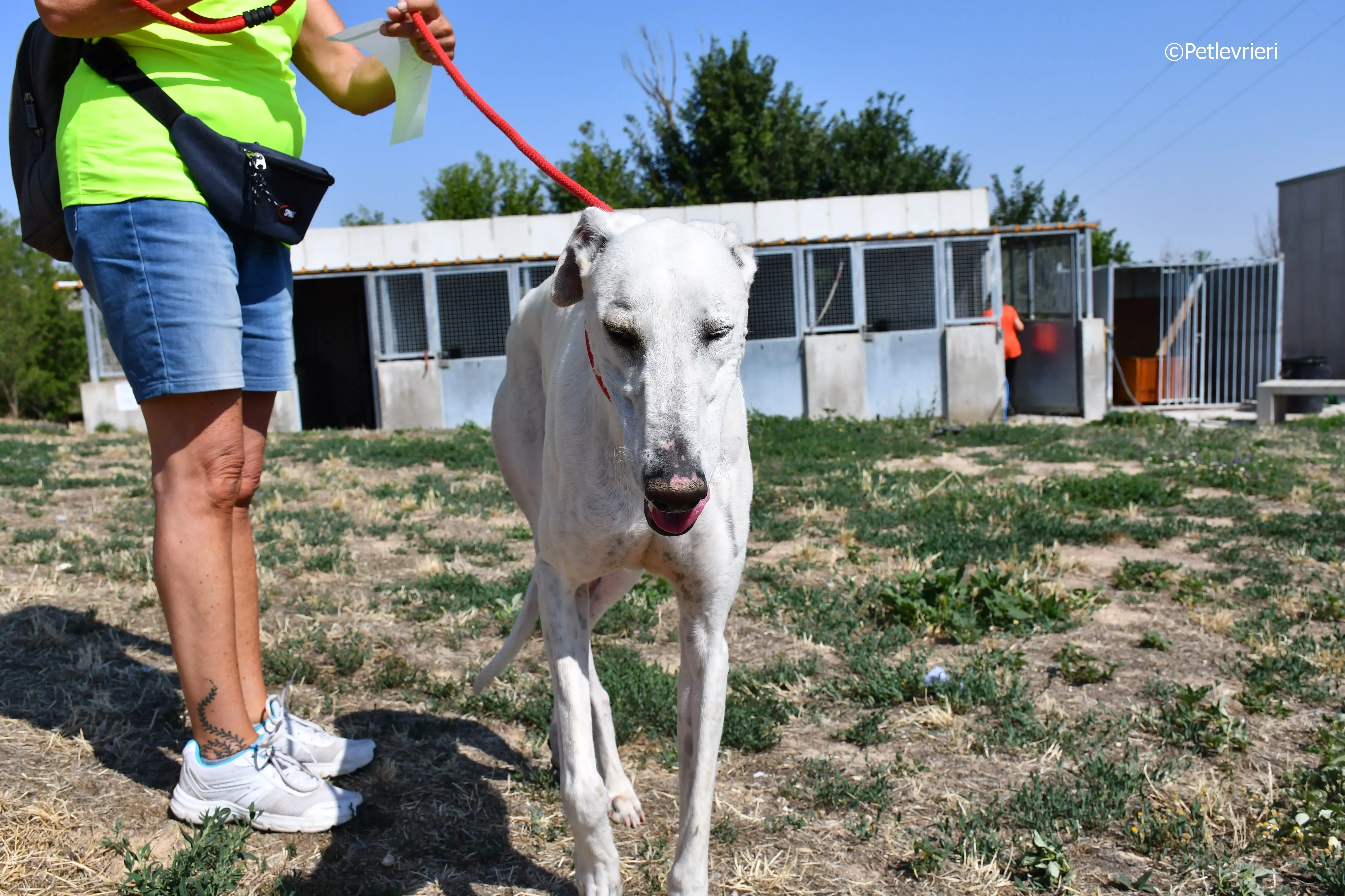 goliat adozione levrieri galgo 6