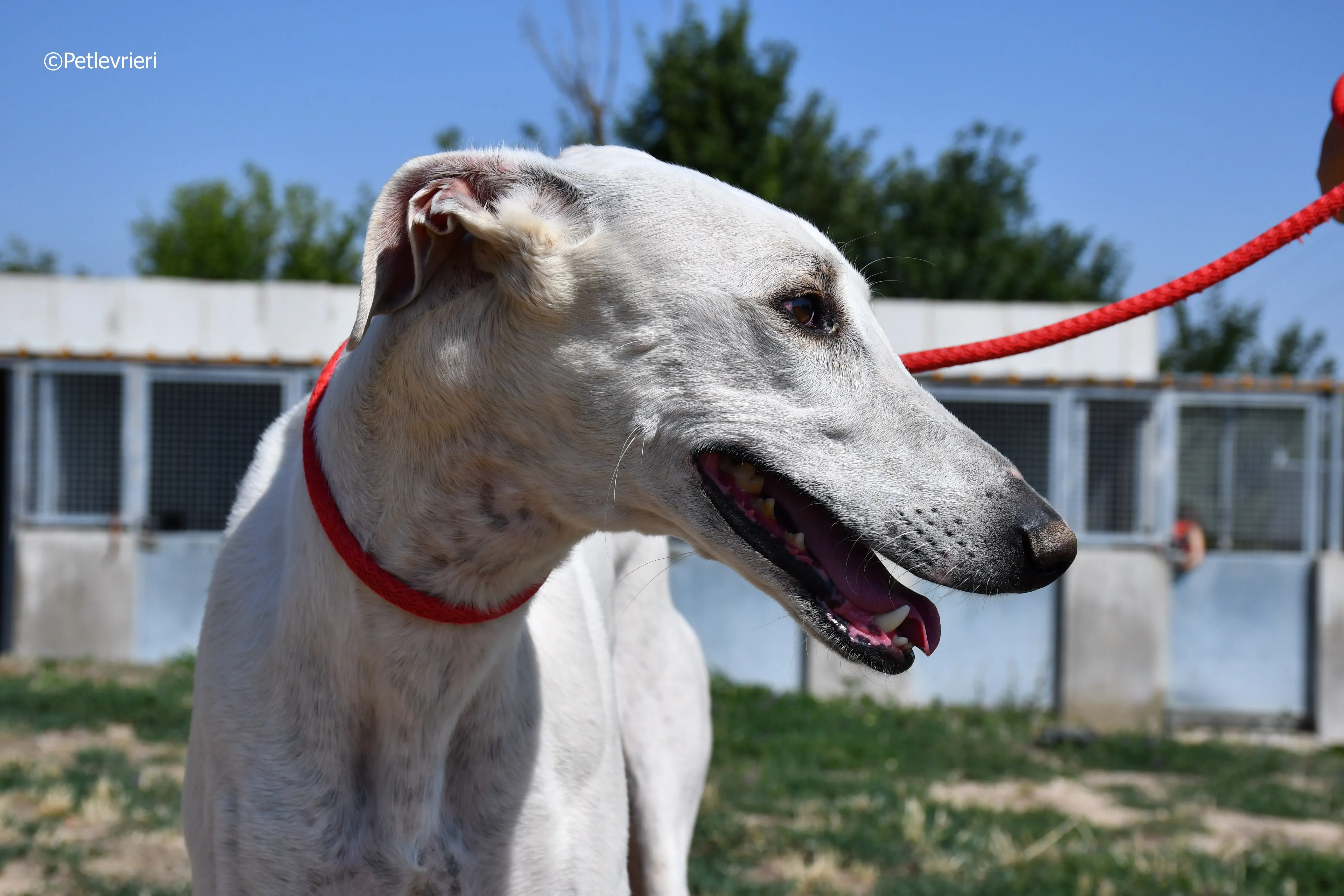 goliat adozione levrieri galgo 7