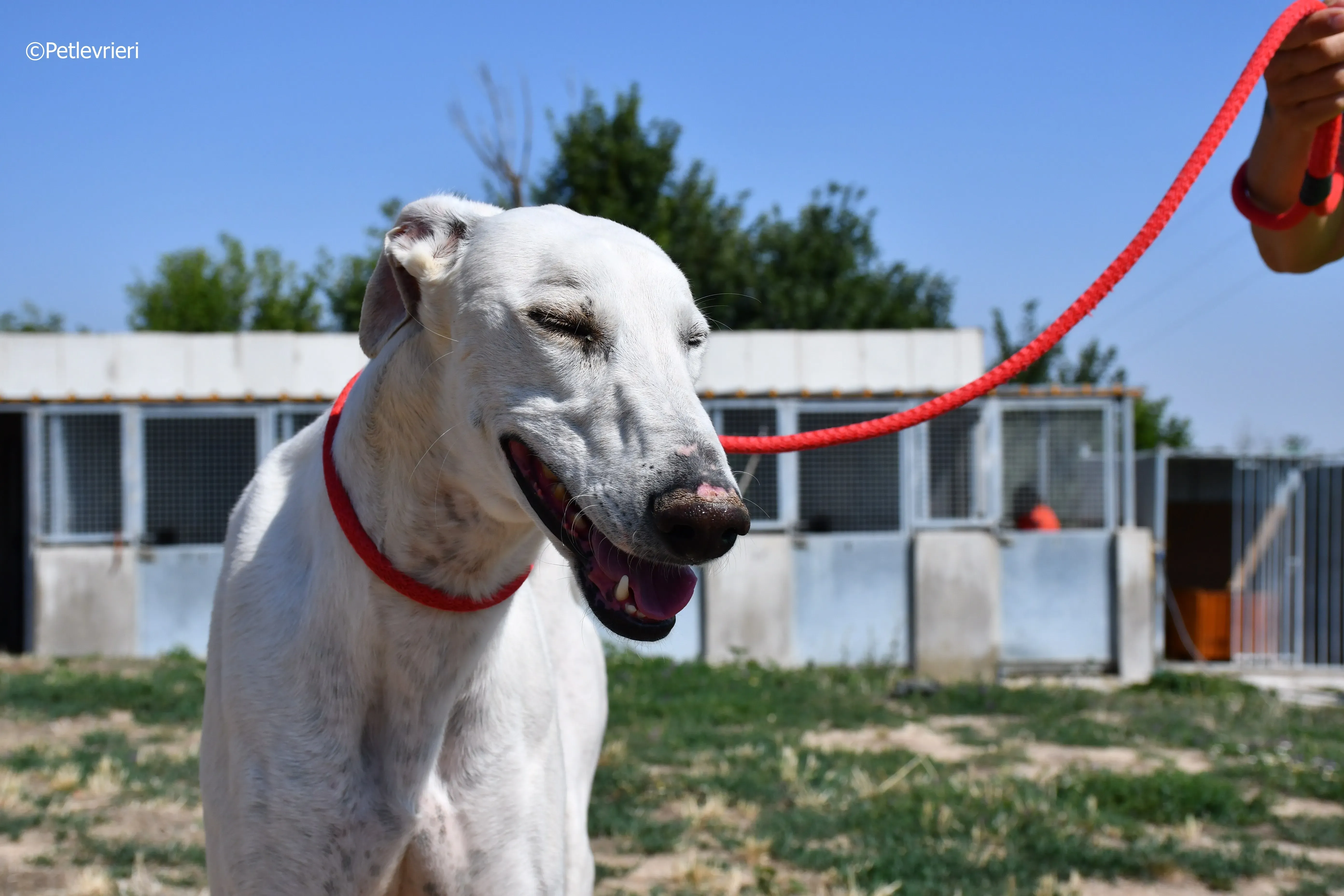 goliat adozione levrieri galgo 8