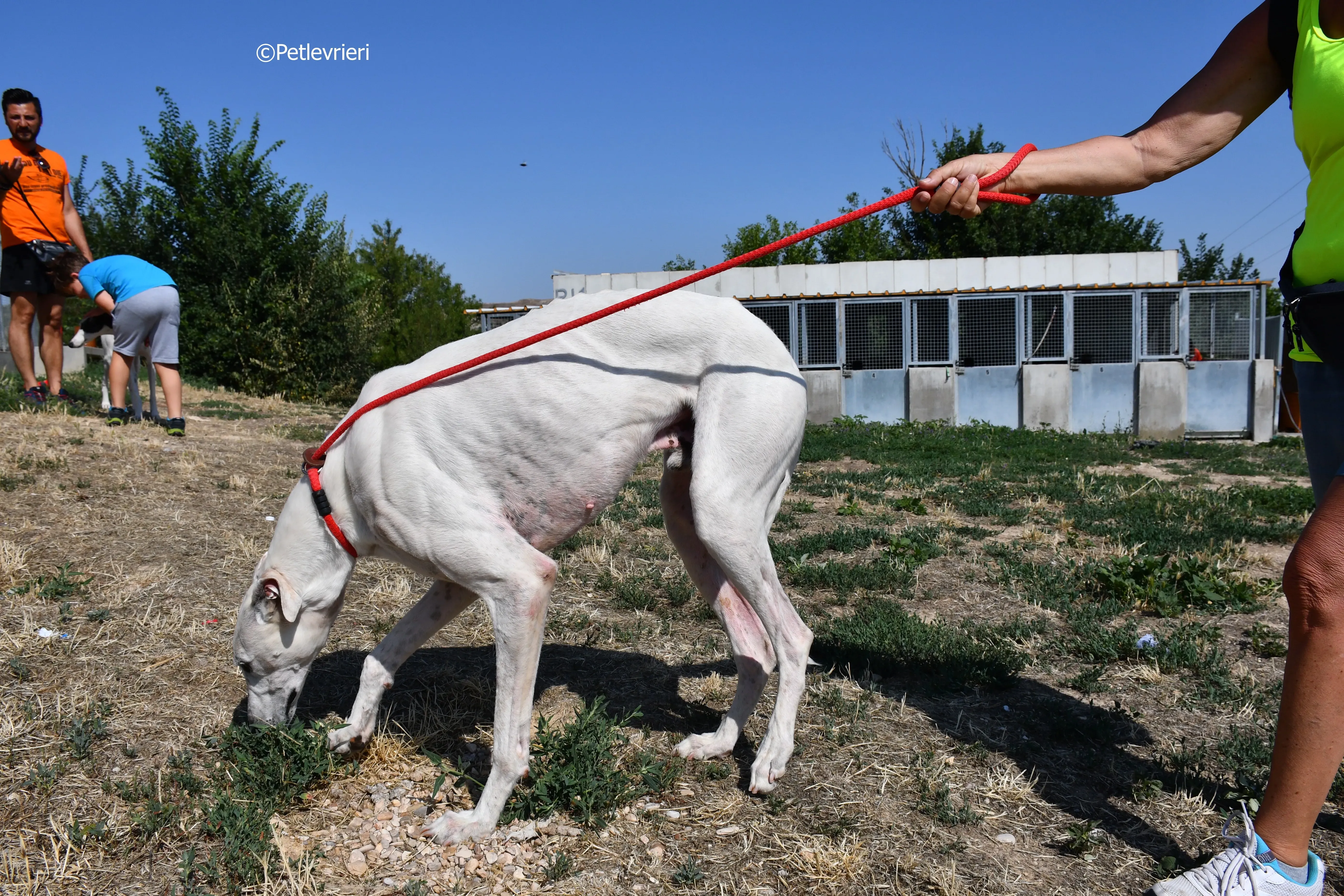 goliat adozione levrieri galgo 9