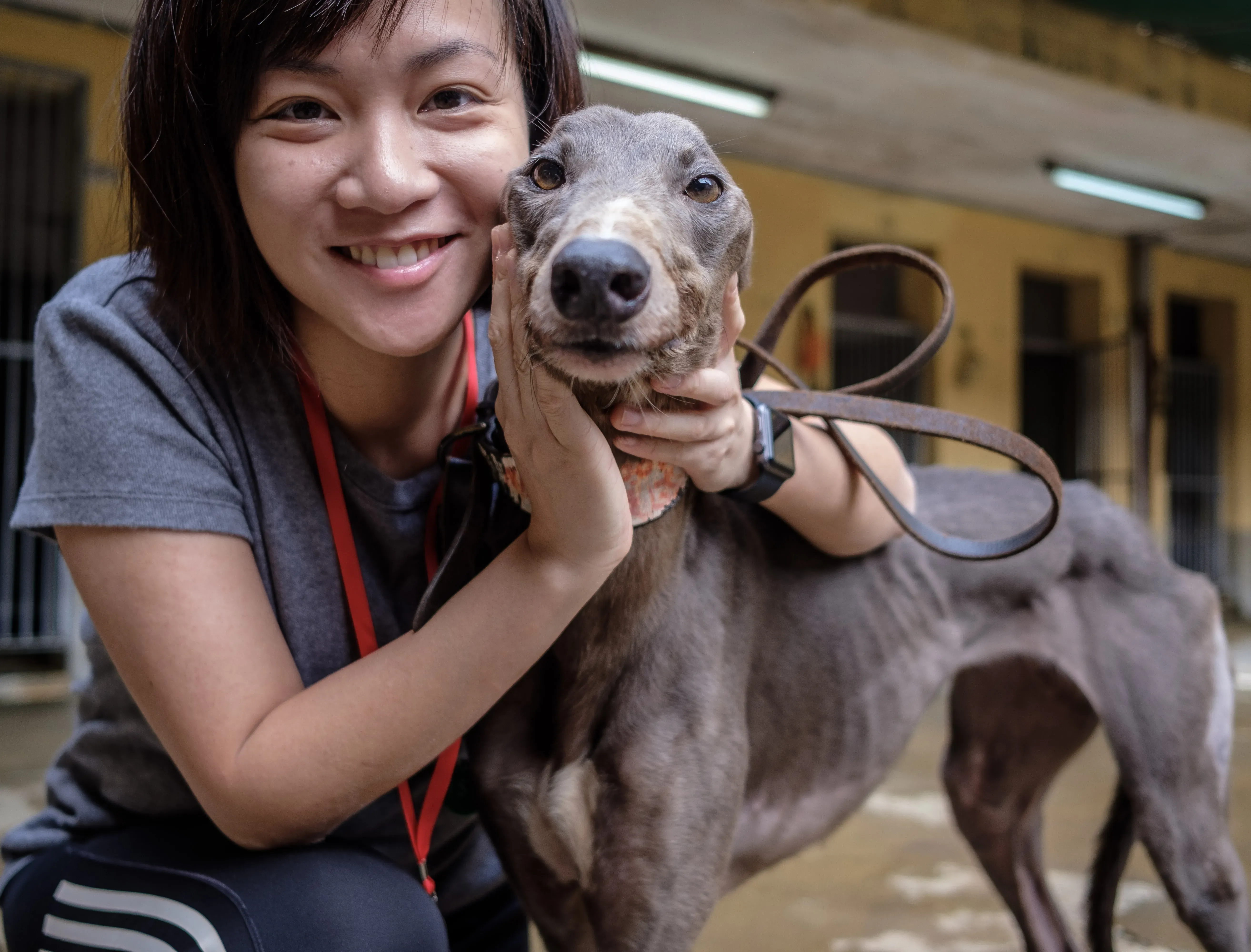 goodyear adozione greyhound macao 8