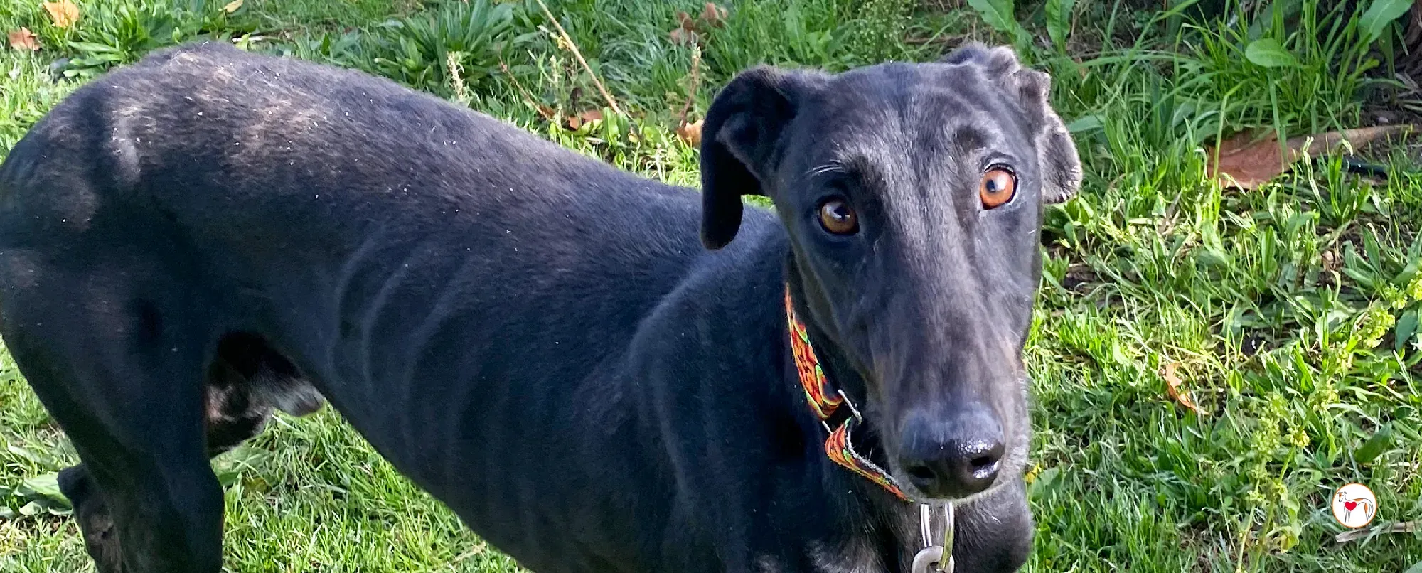 goren galgo adozione 00 copertina b