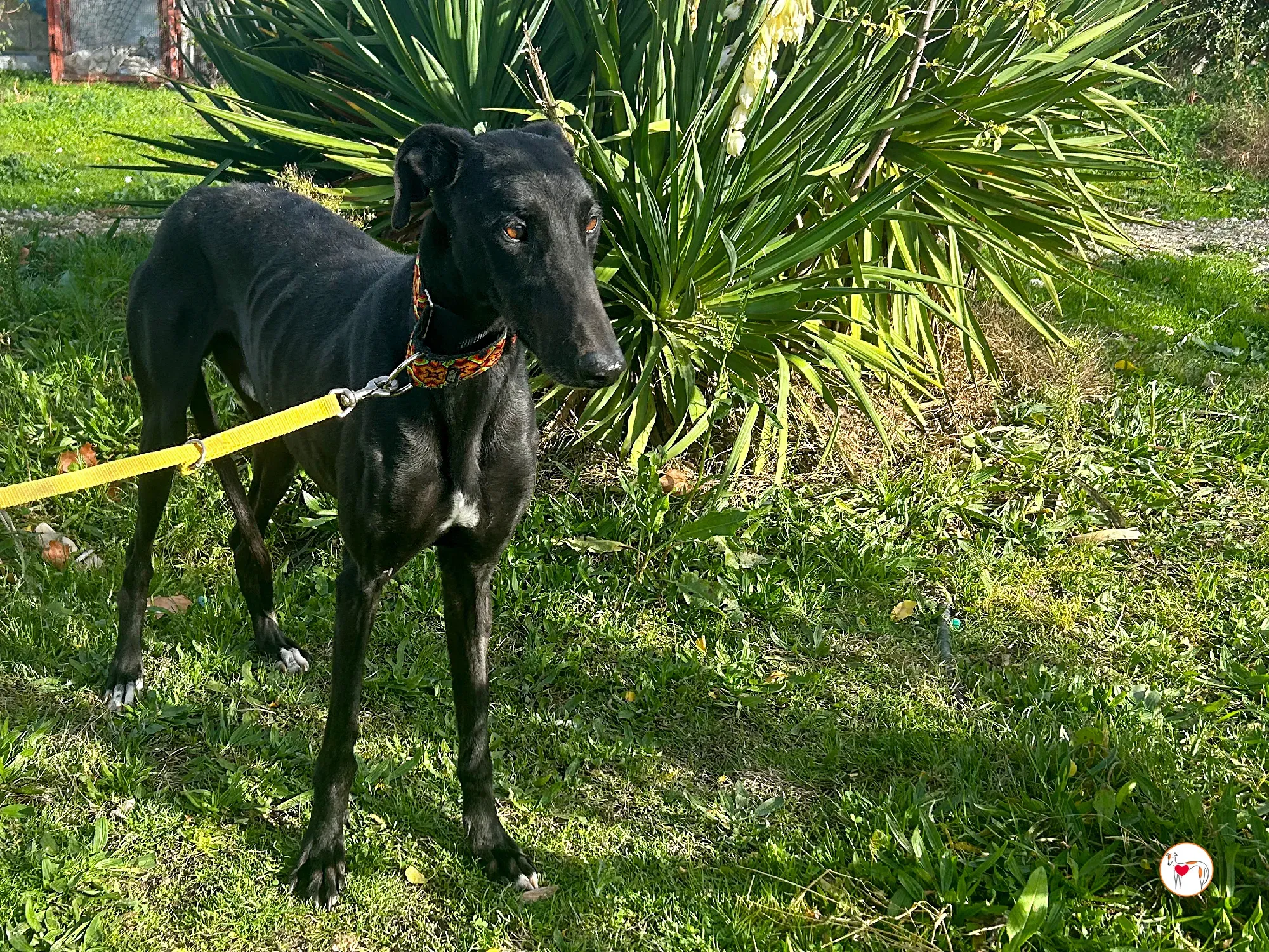 goren galgo adozione 01