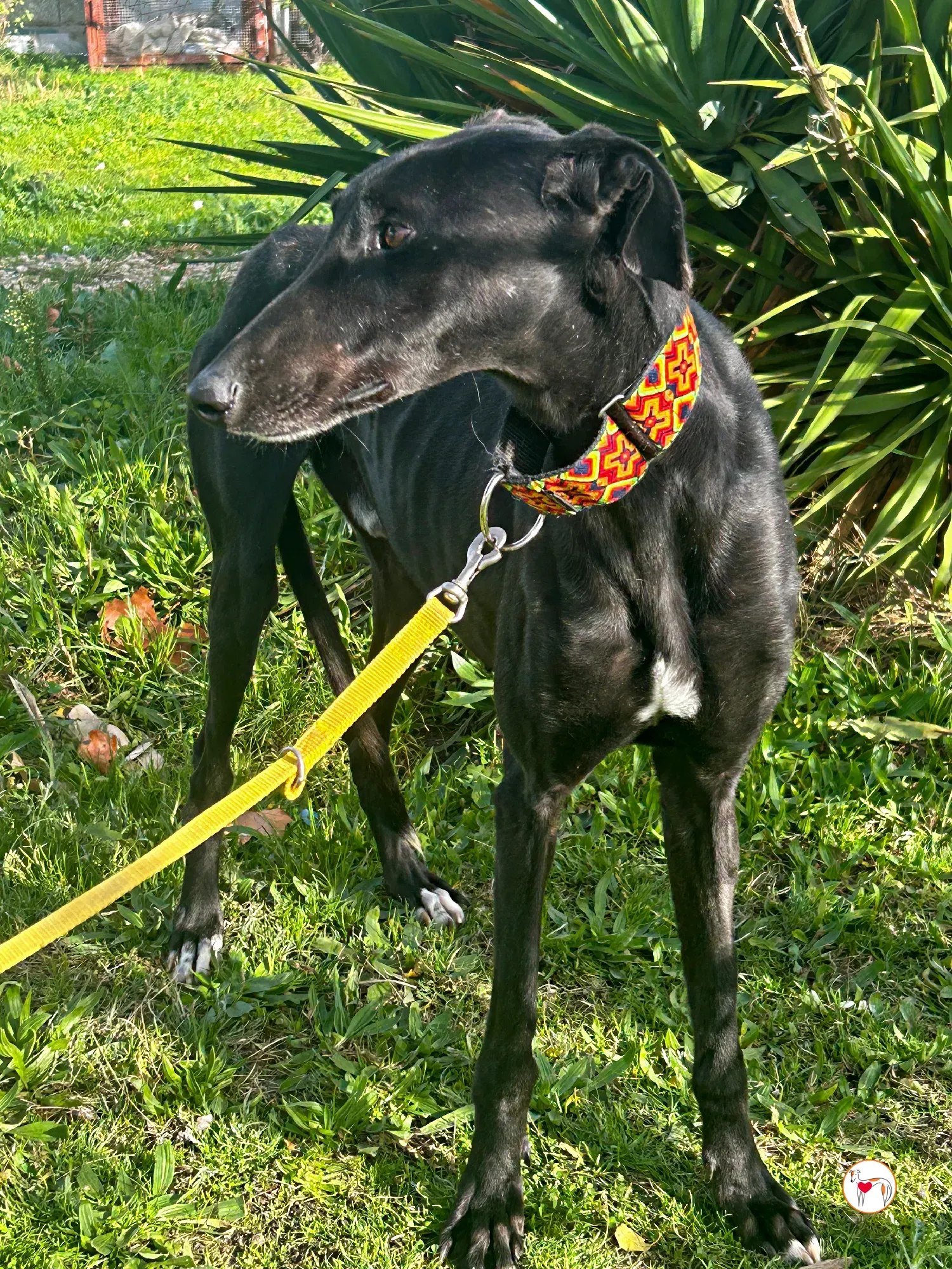 goren galgo adozione 02