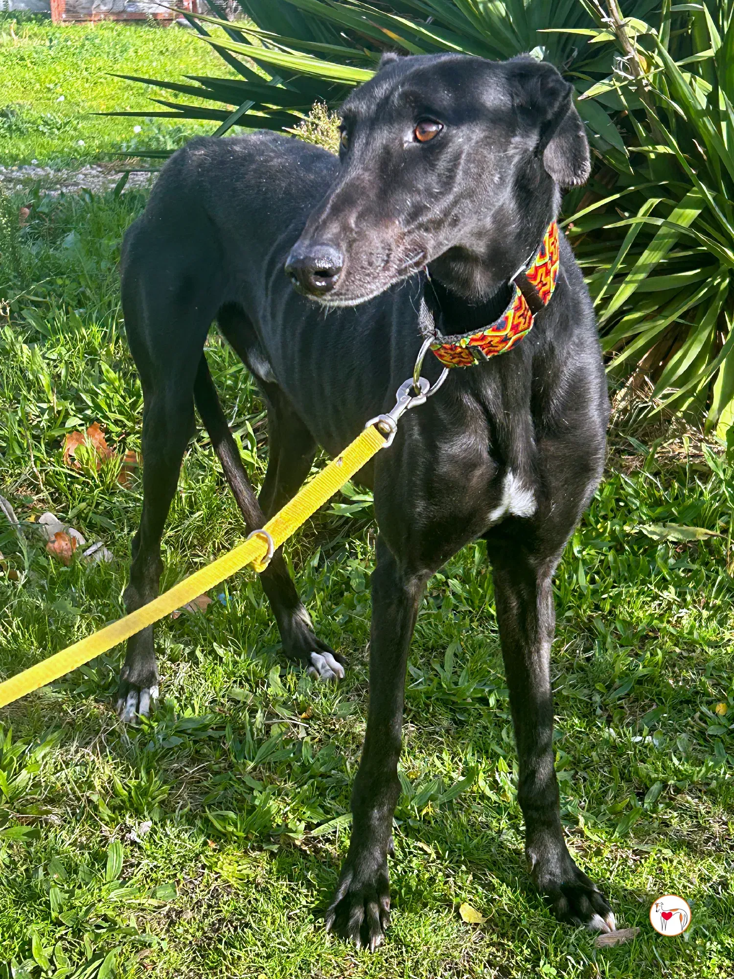 goren galgo adozione 03