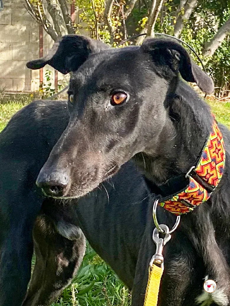 goren galgo adozione 04