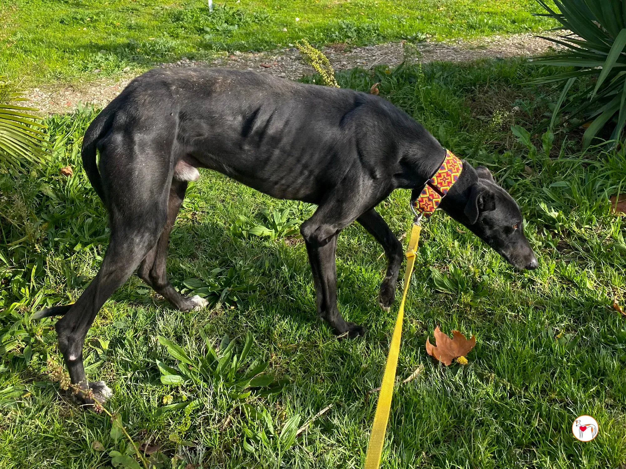 goren galgo adozione 05 1