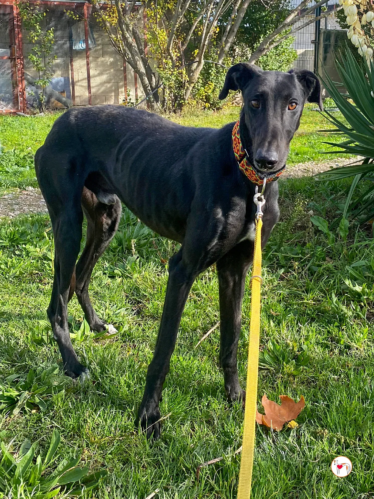 goren galgo adozione 06 1