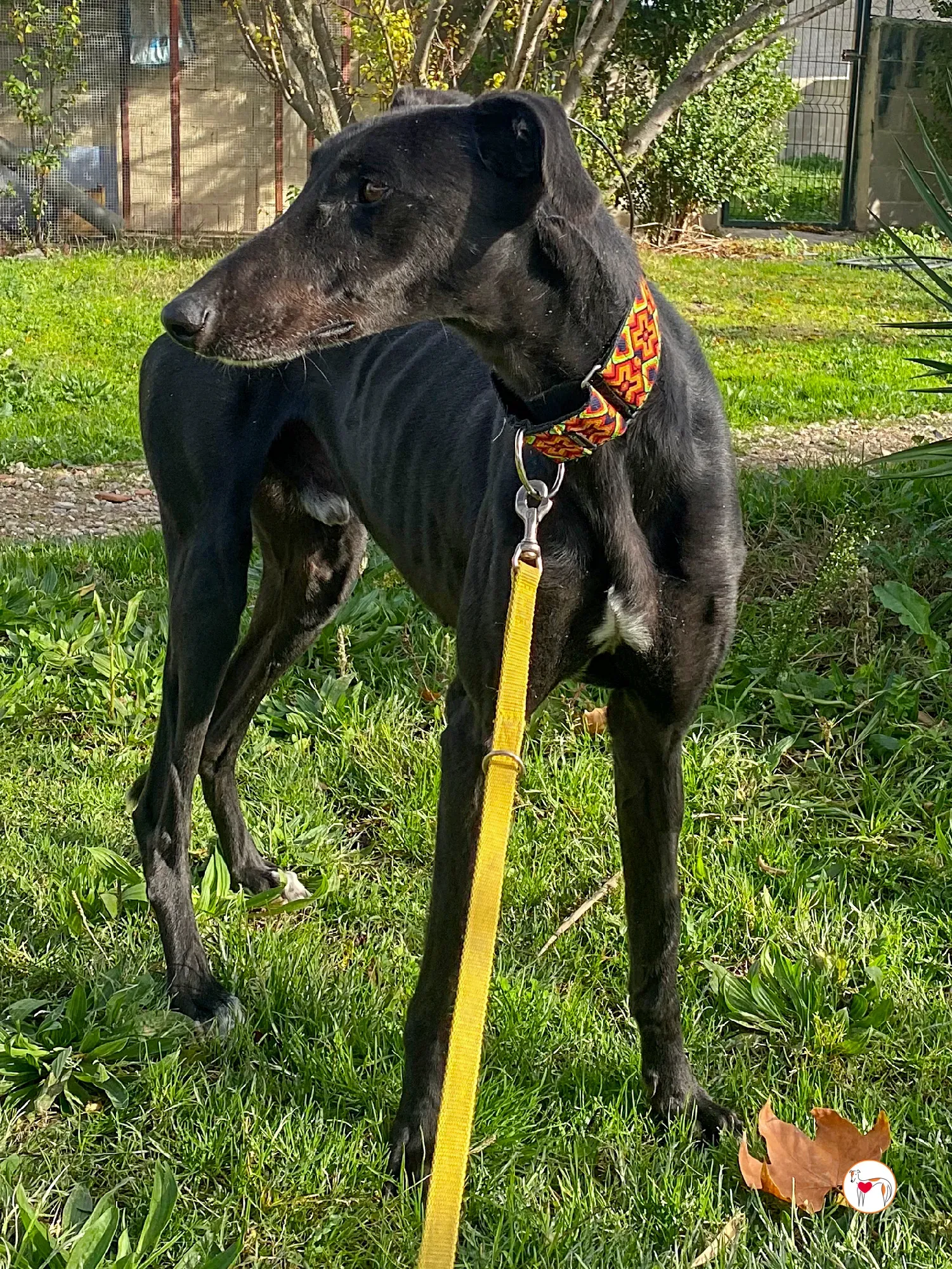 goren galgo adozione 07 1