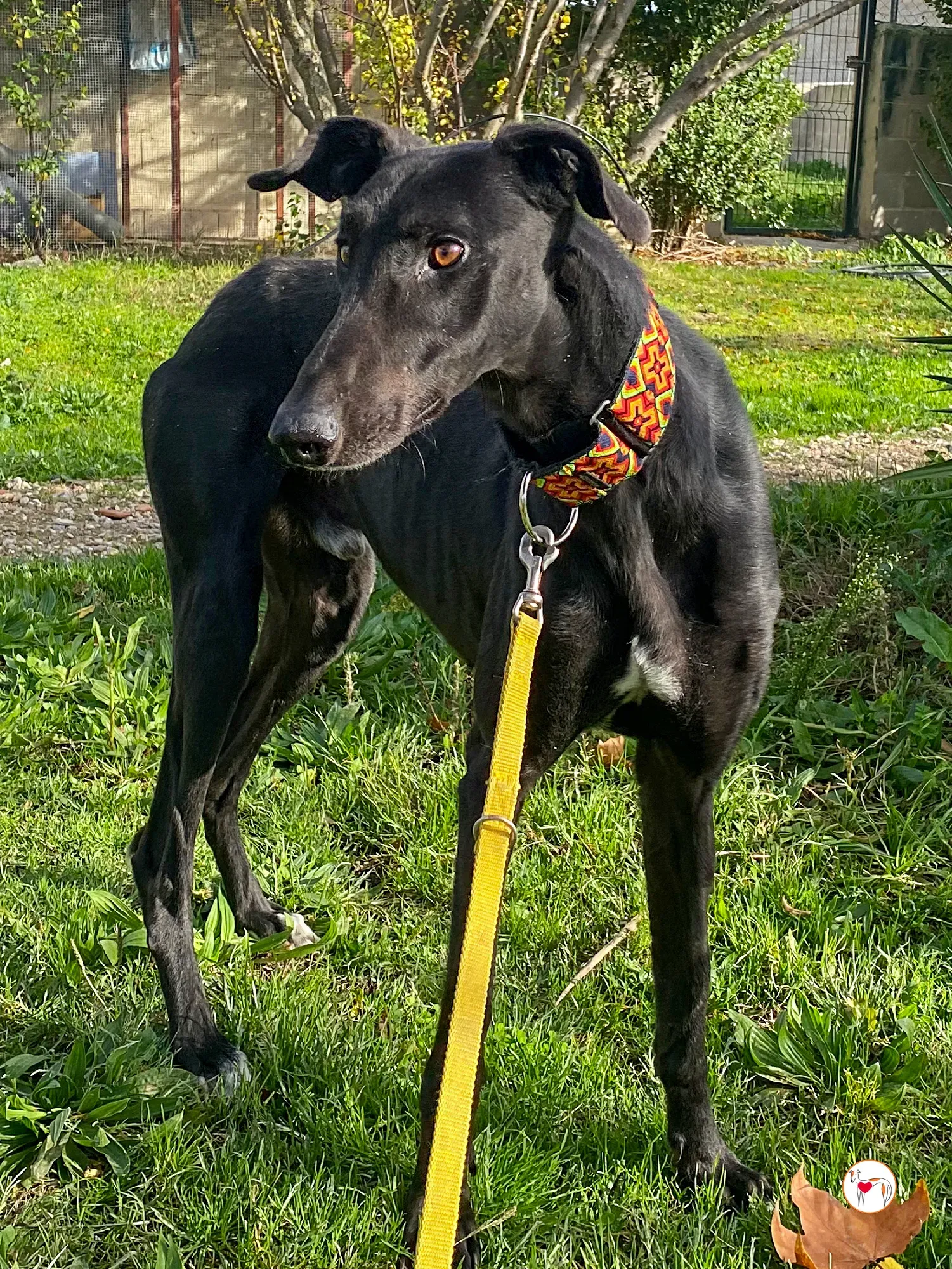 goren galgo adozione 08 1