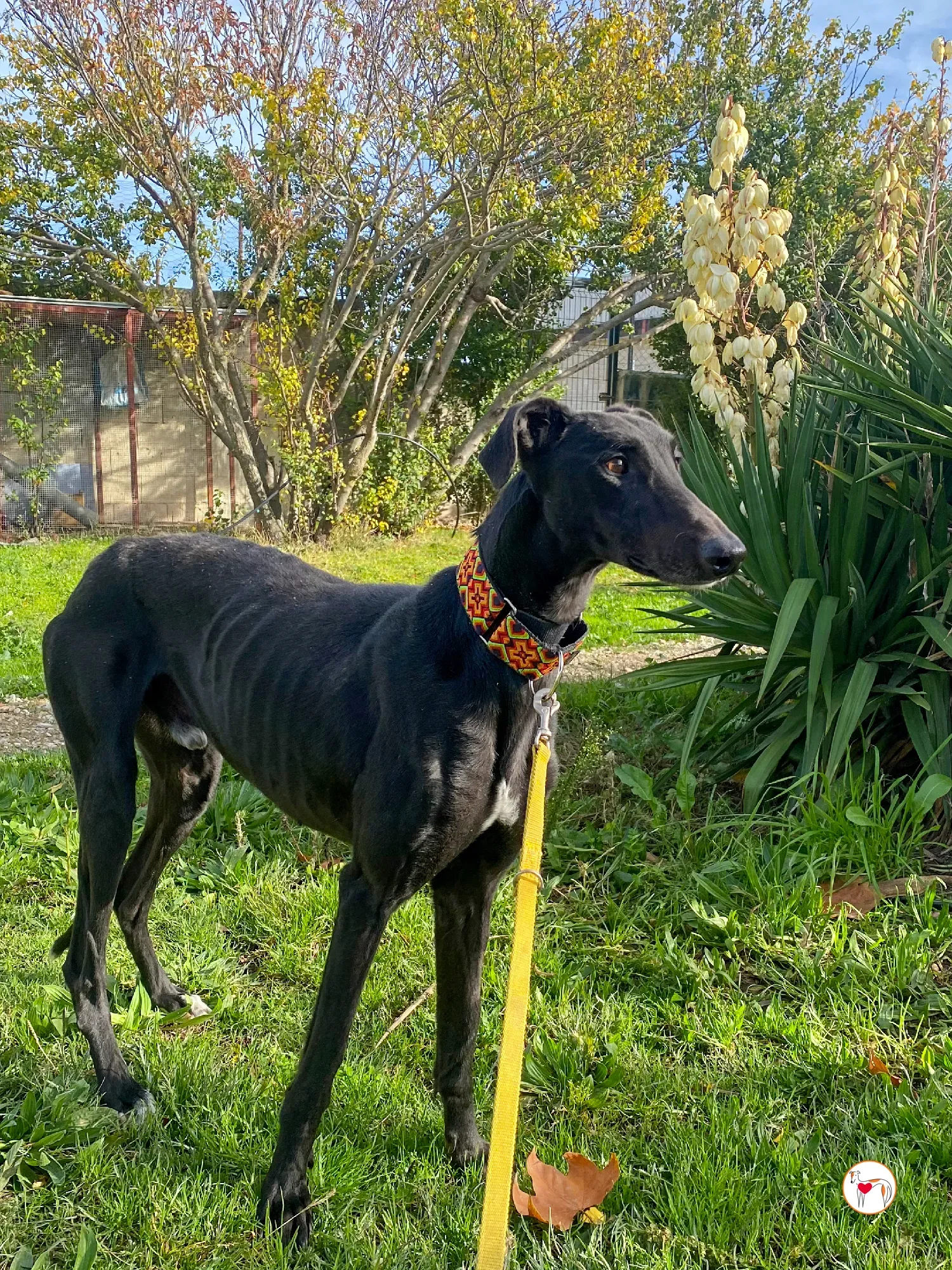 goren galgo adozione 09 1