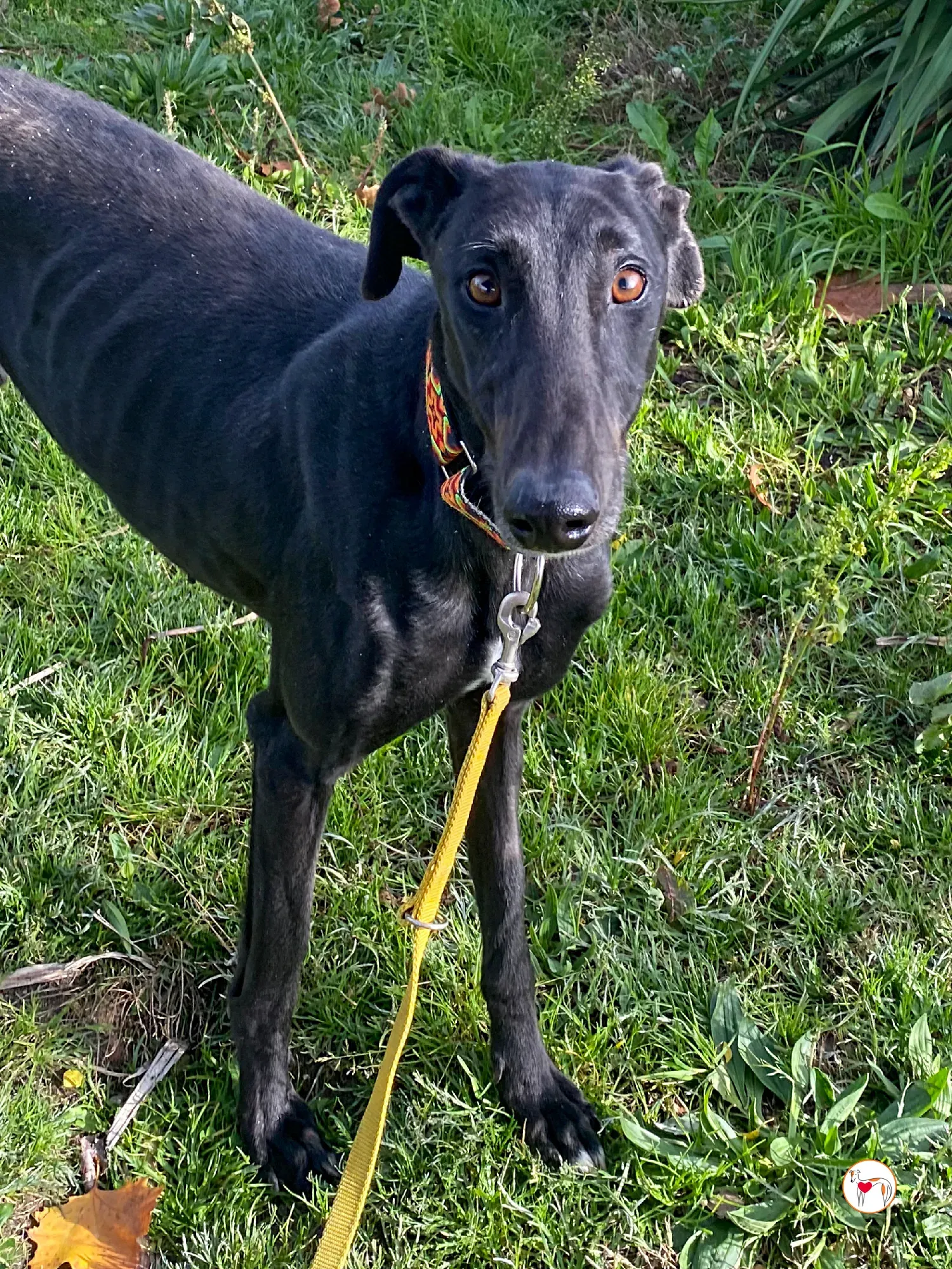 goren galgo adozione 10 1