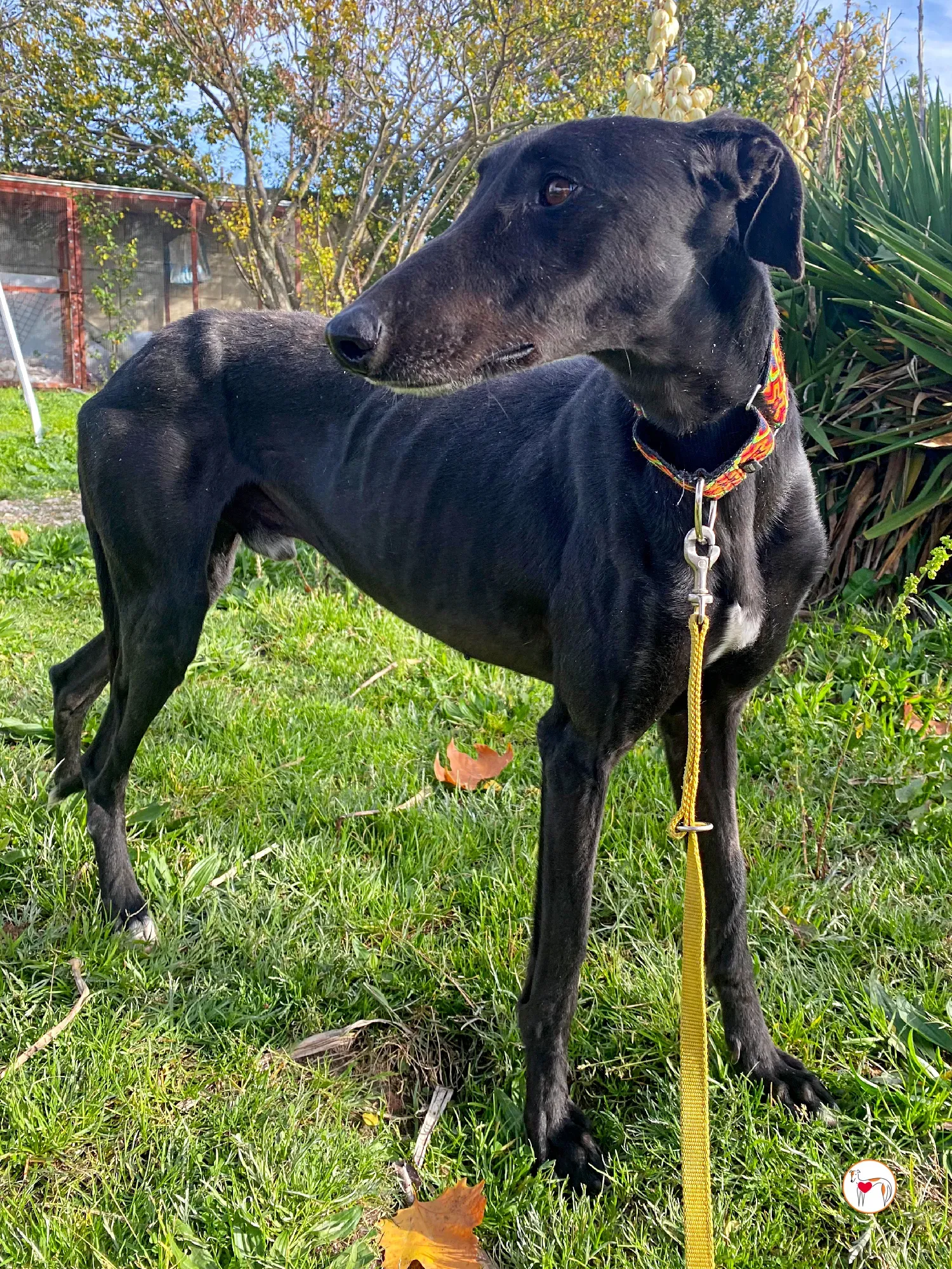 goren galgo adozione 11 1