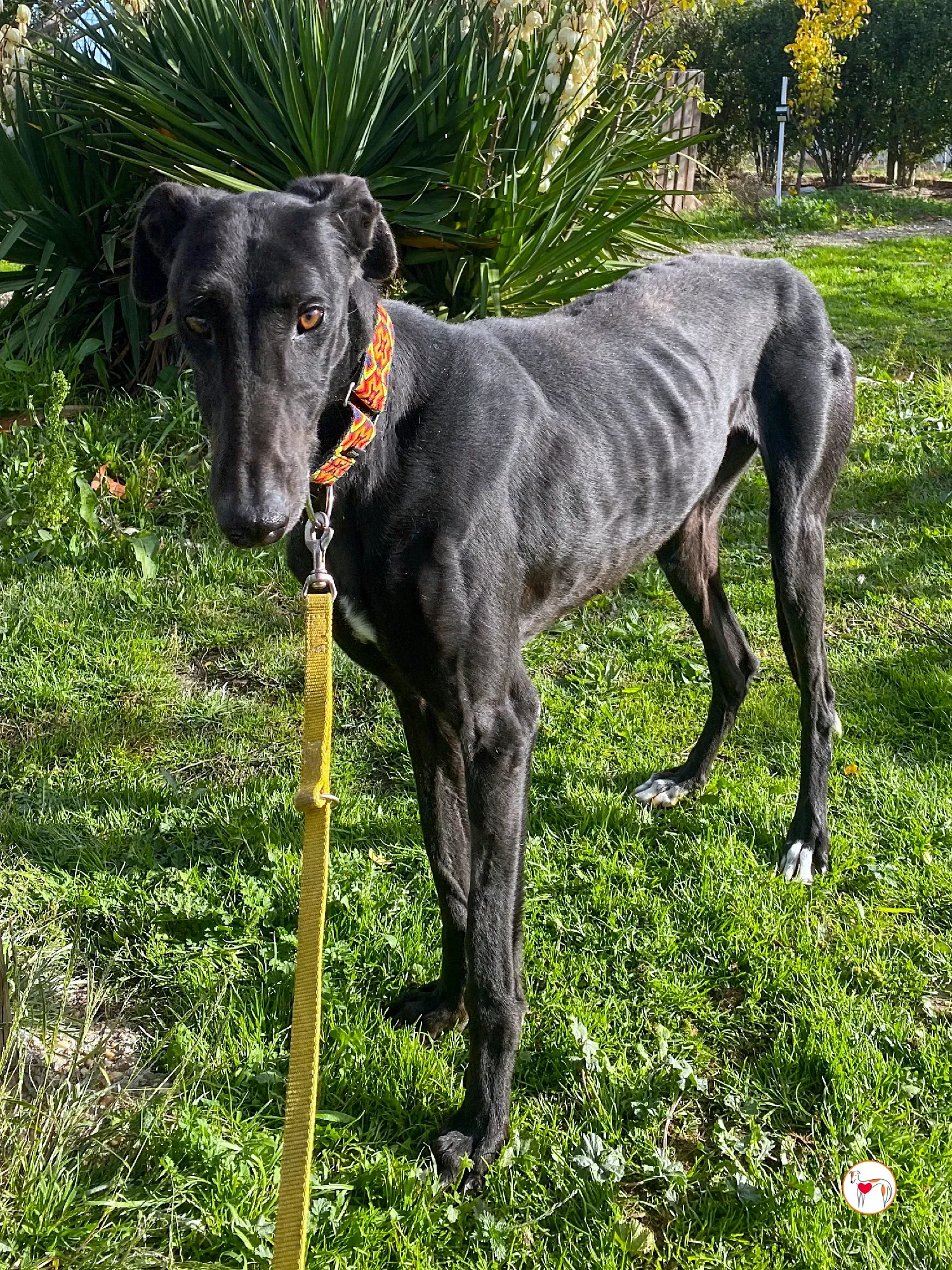 goren galgo adozione 12 1