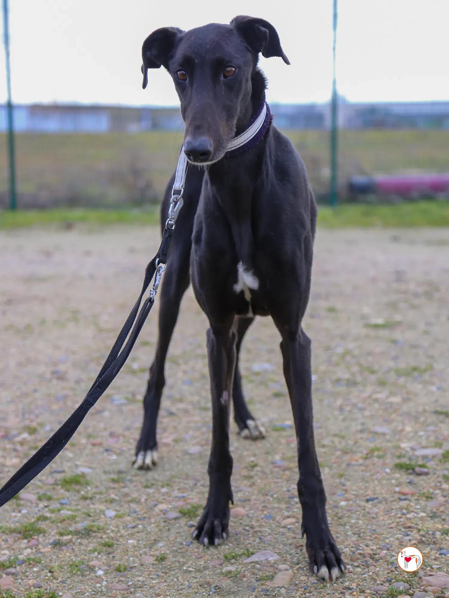 goren galgo adozione 13