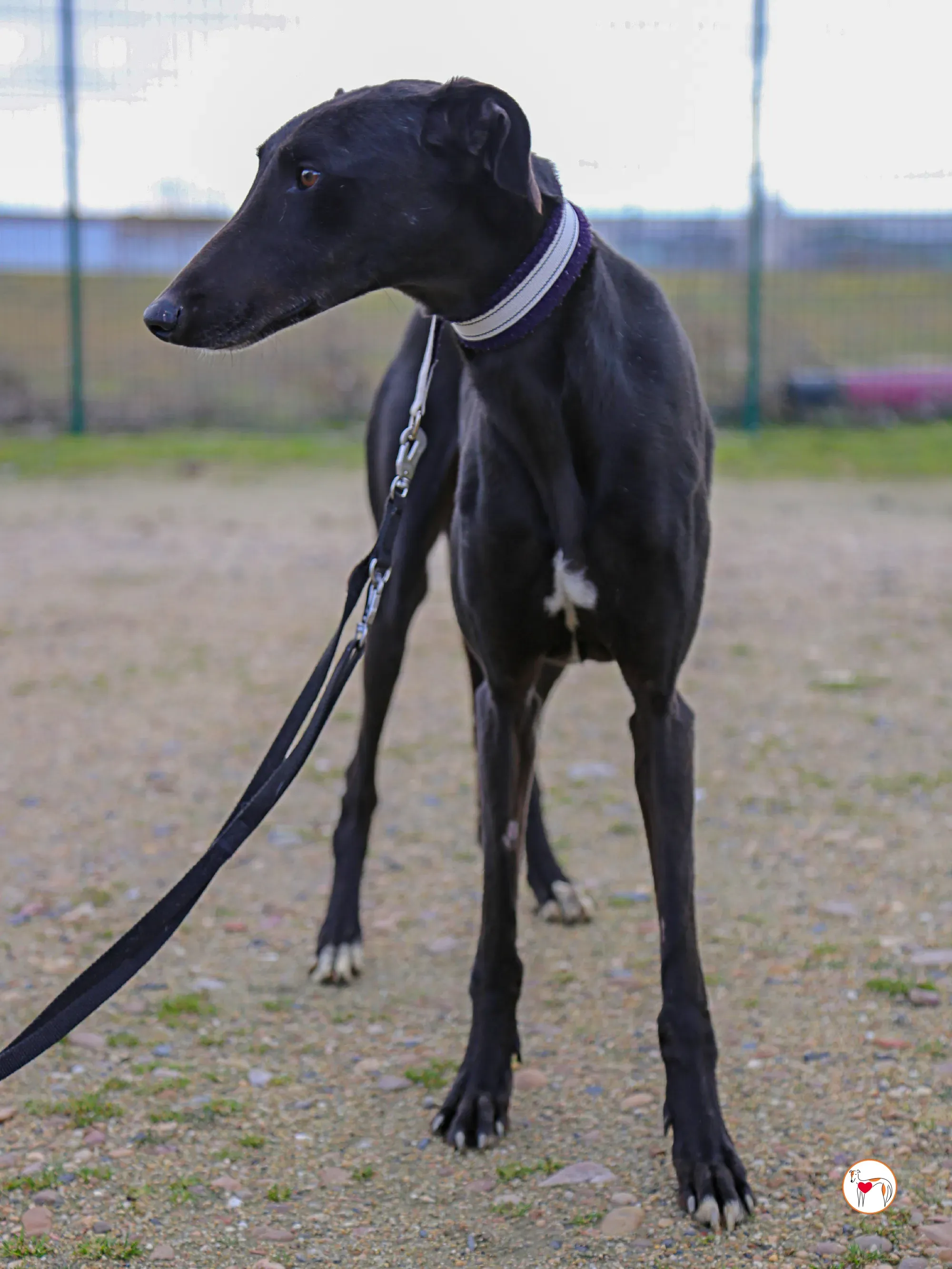 goren galgo adozione 14