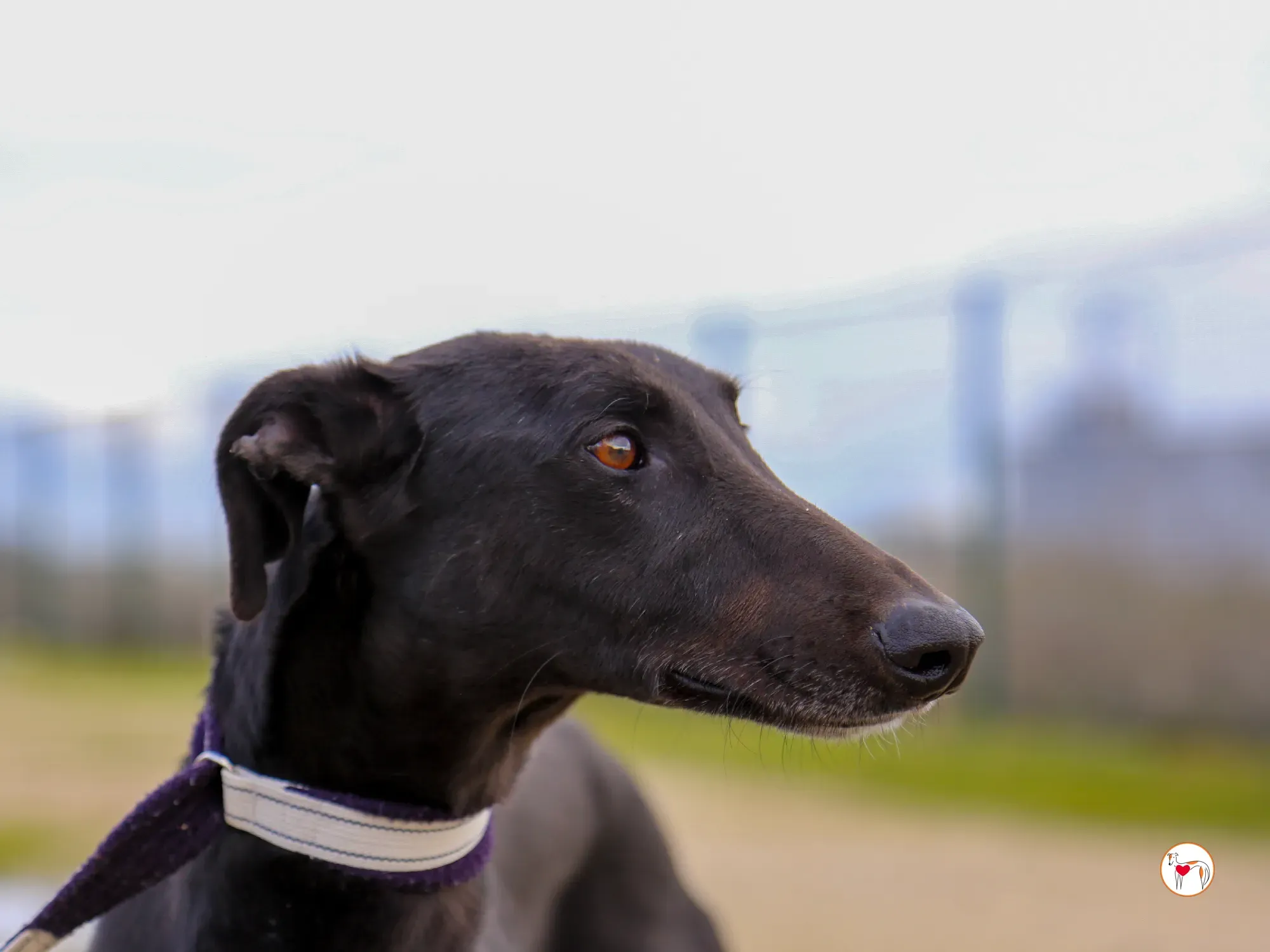 goren galgo adozione 15