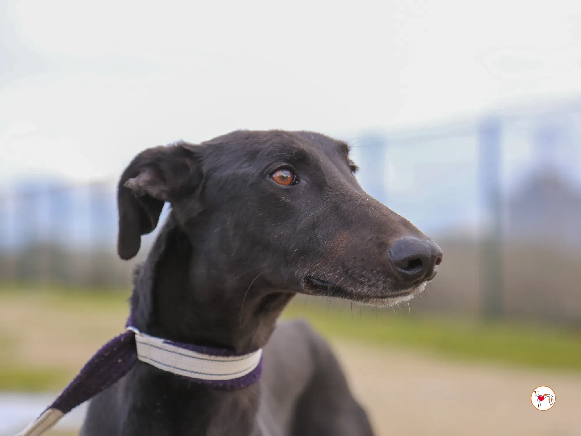 goren galgo adozione 16