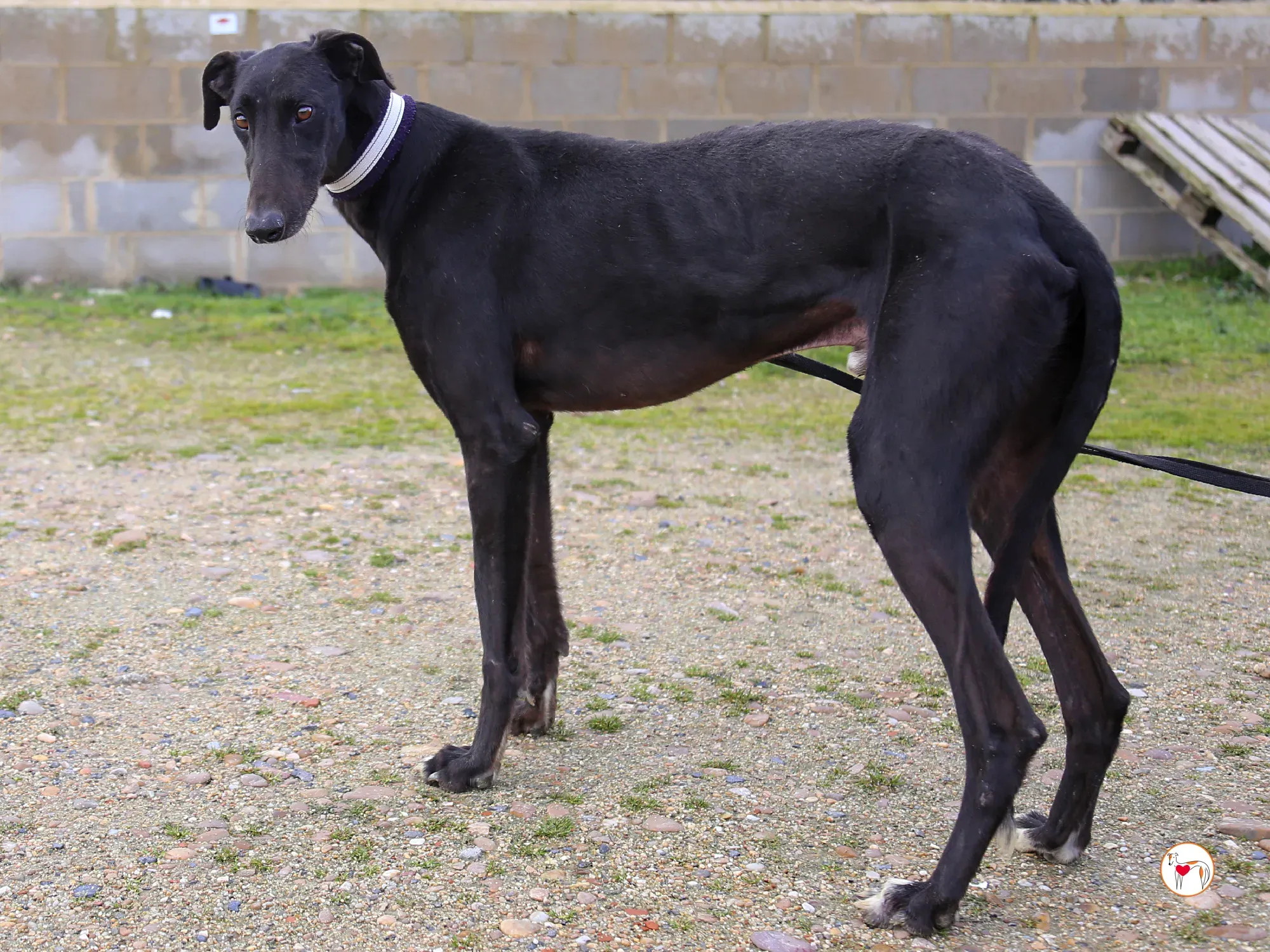 goren galgo adozione 17